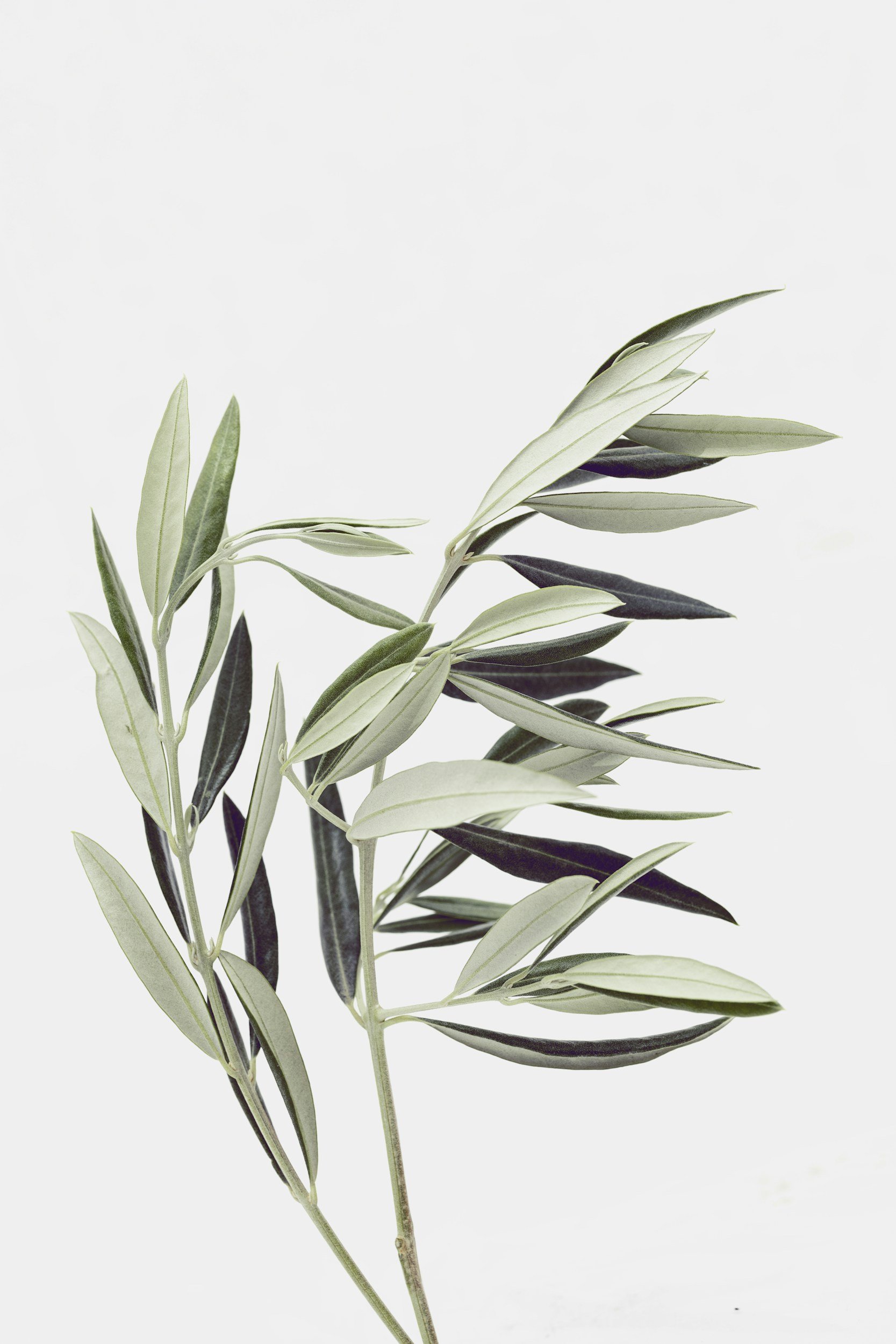 A plant with elongated gray-green leaves on a simple white background.
