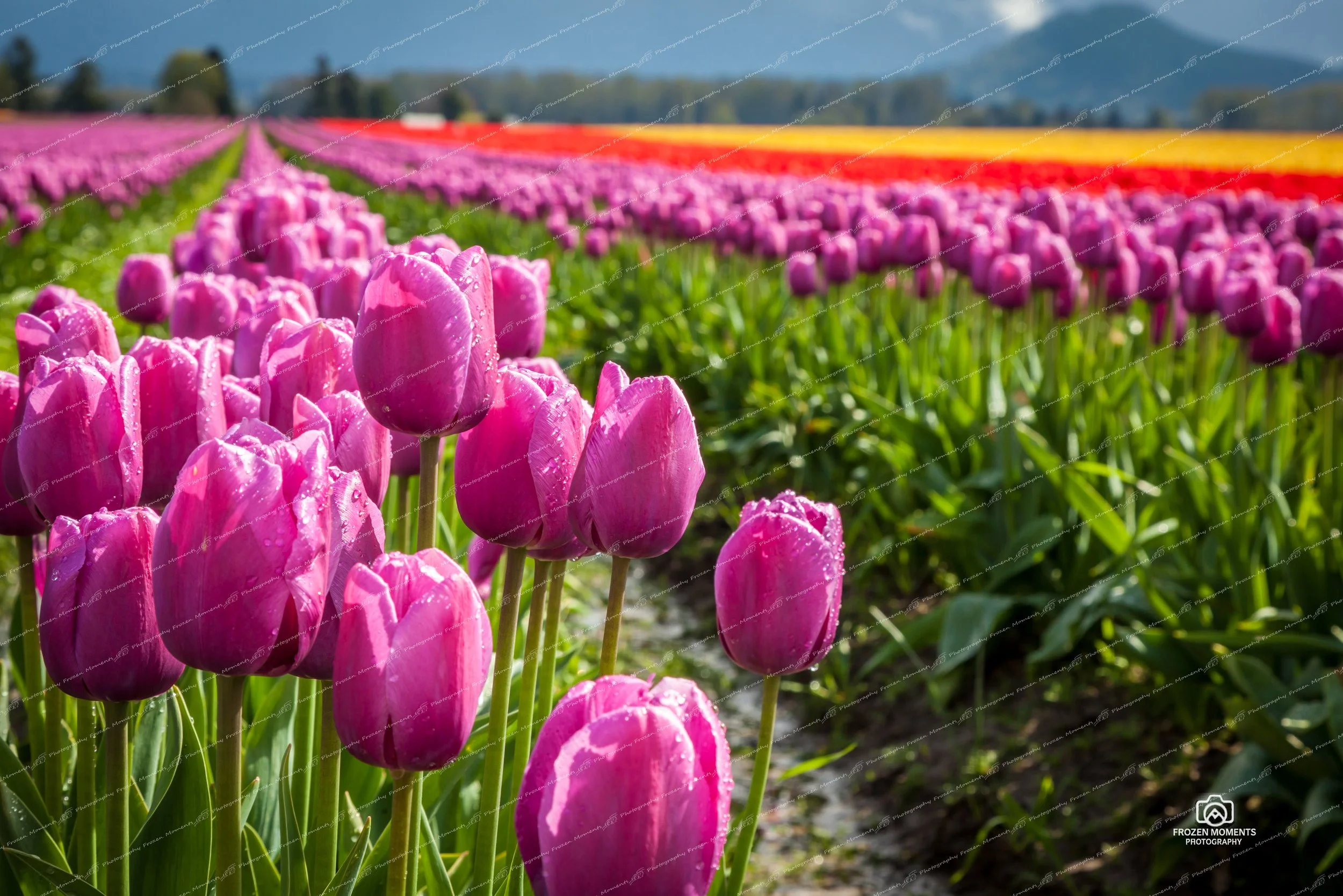 Tulip Fields