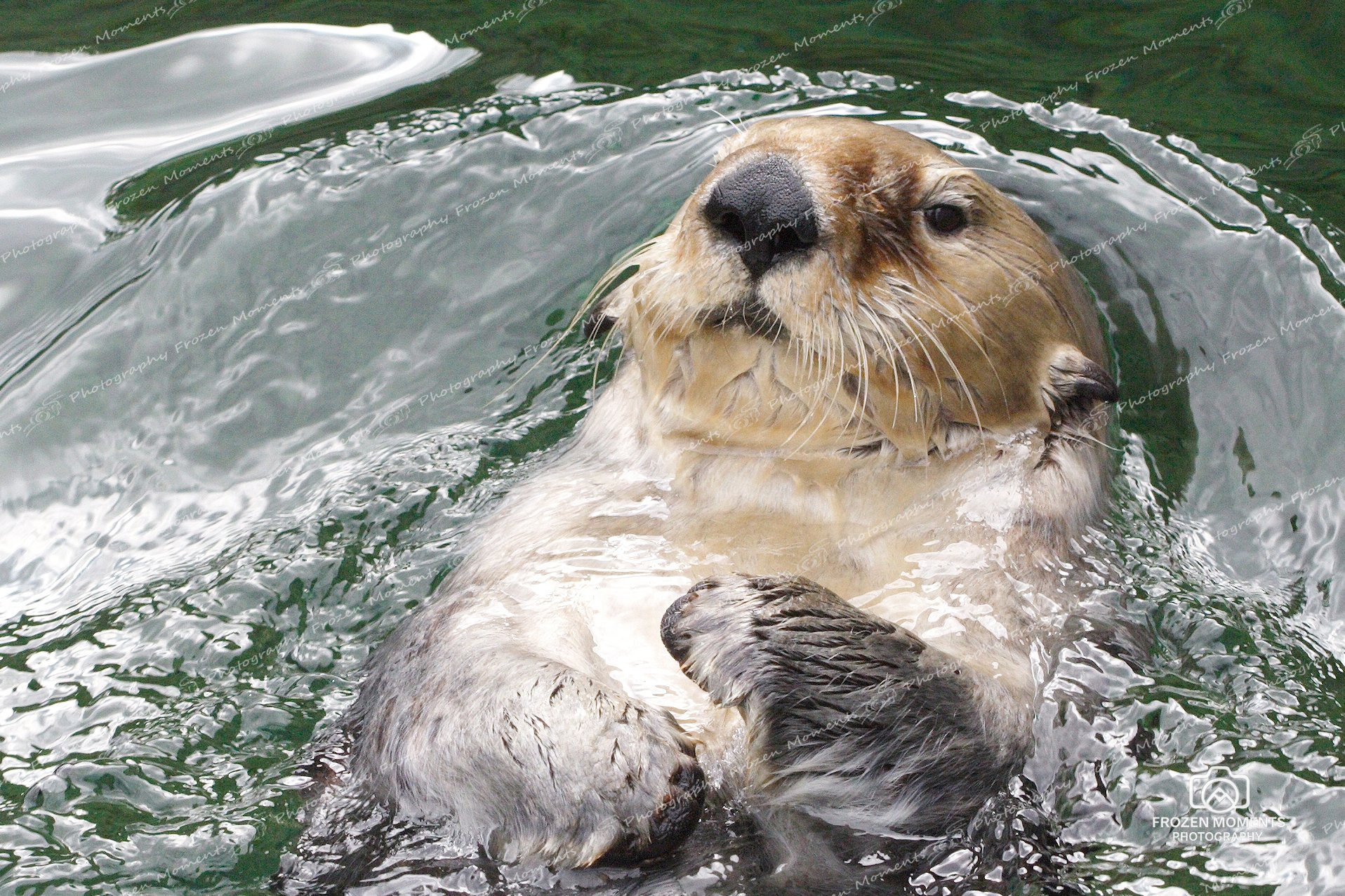 Sea Otter