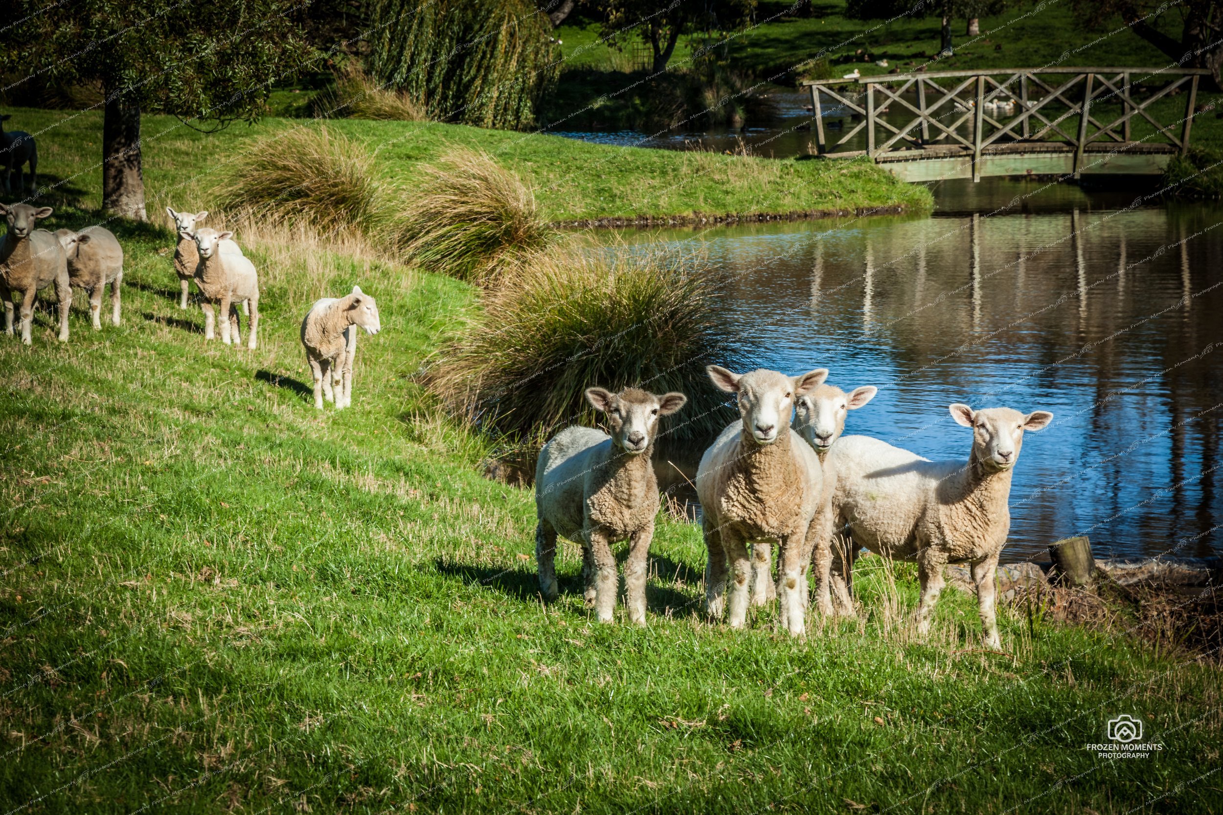 NZ+Sheep+WM.jpg
