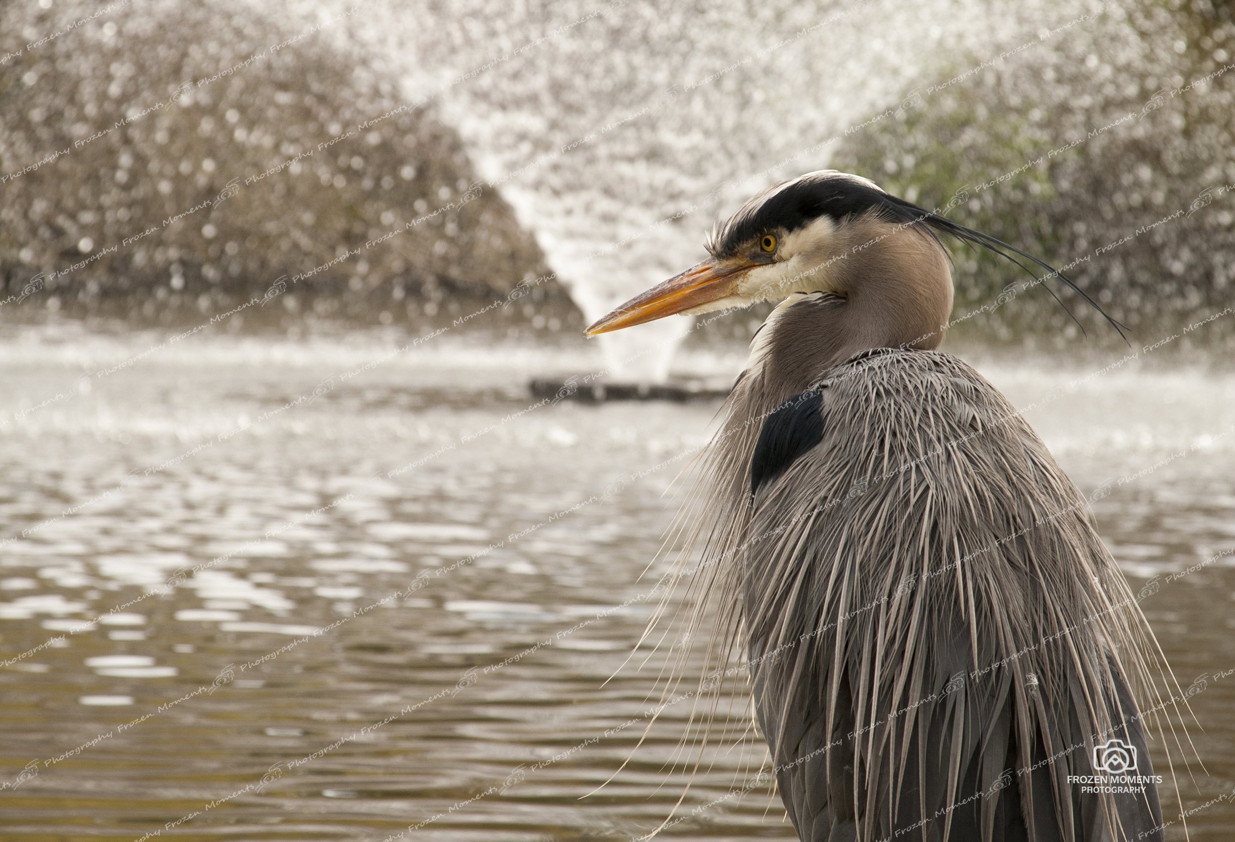 The Heron