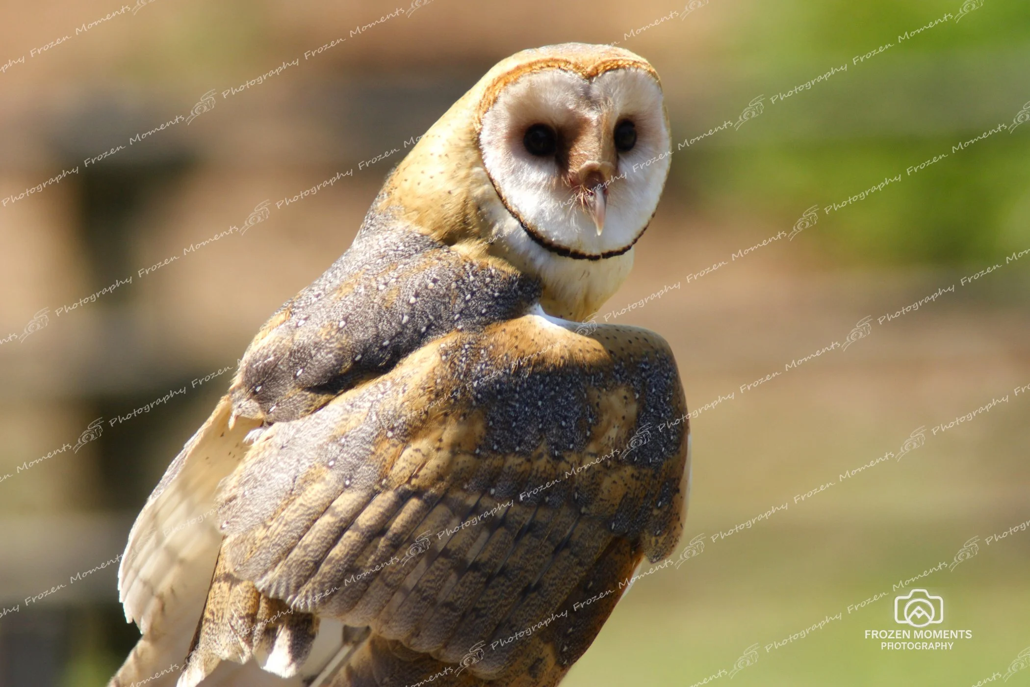 Barn Owl
