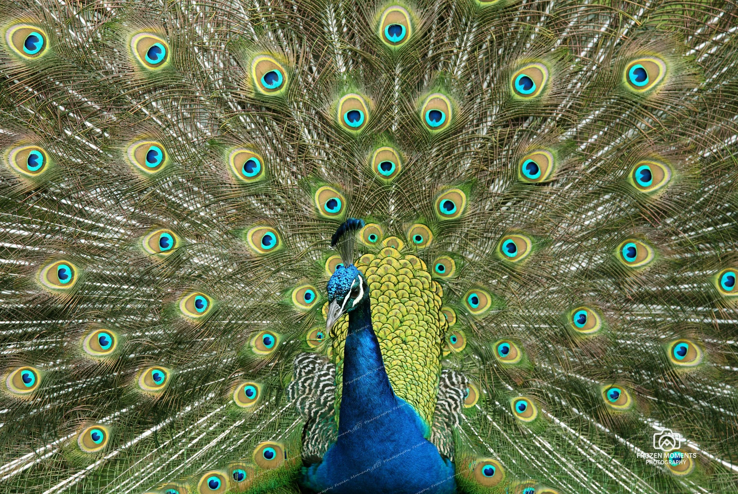 Display