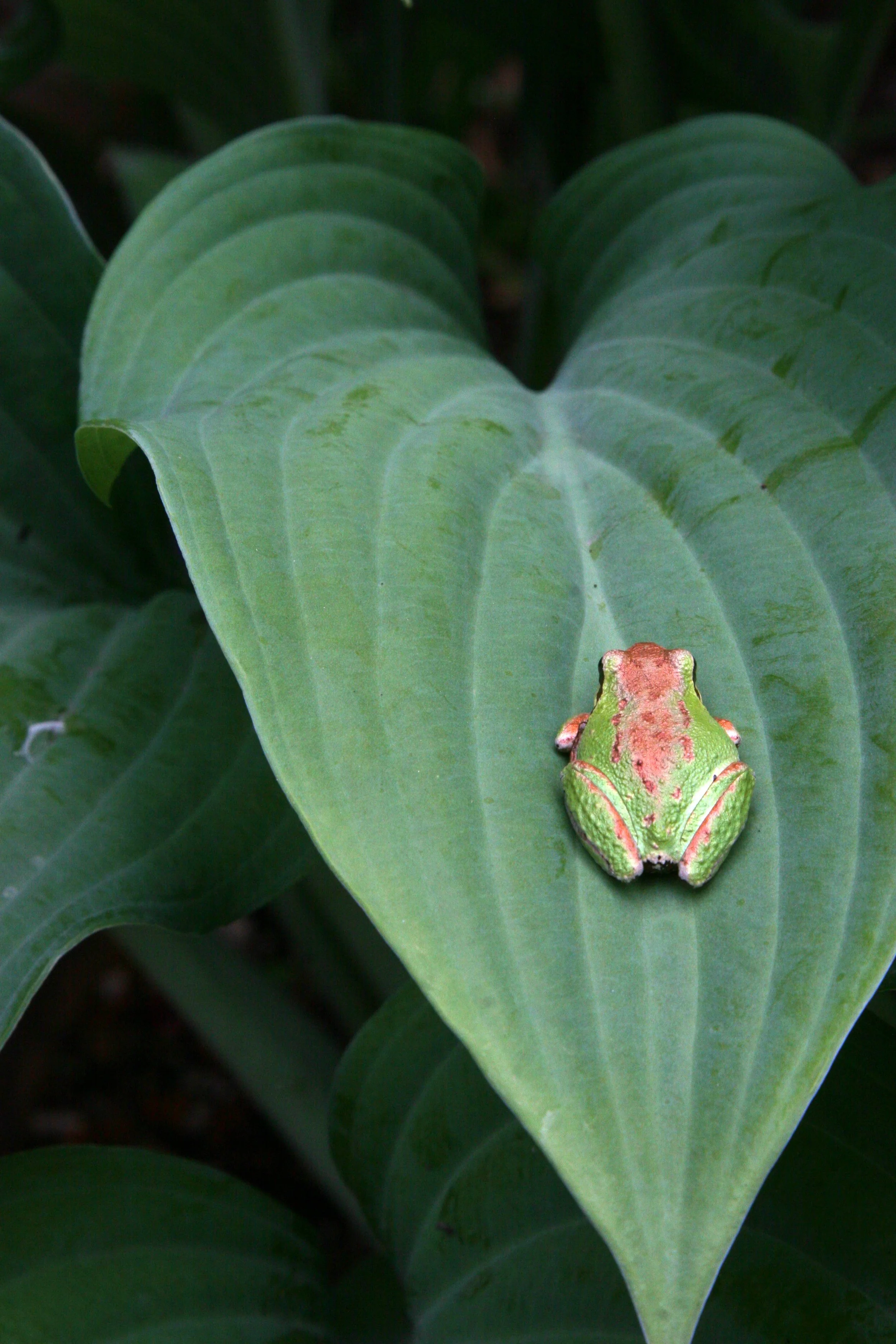 Copper Tree Frog
