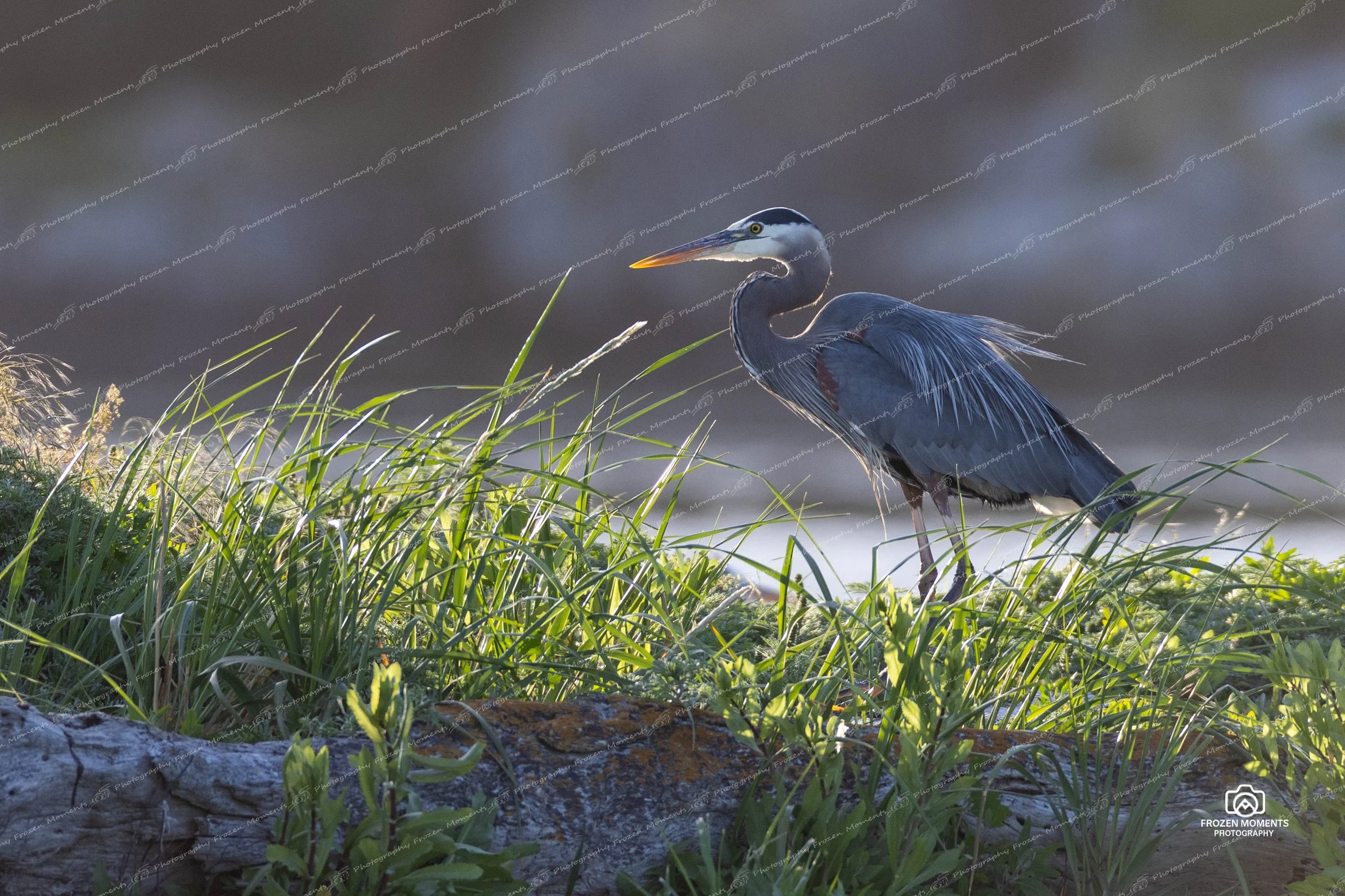 Heron