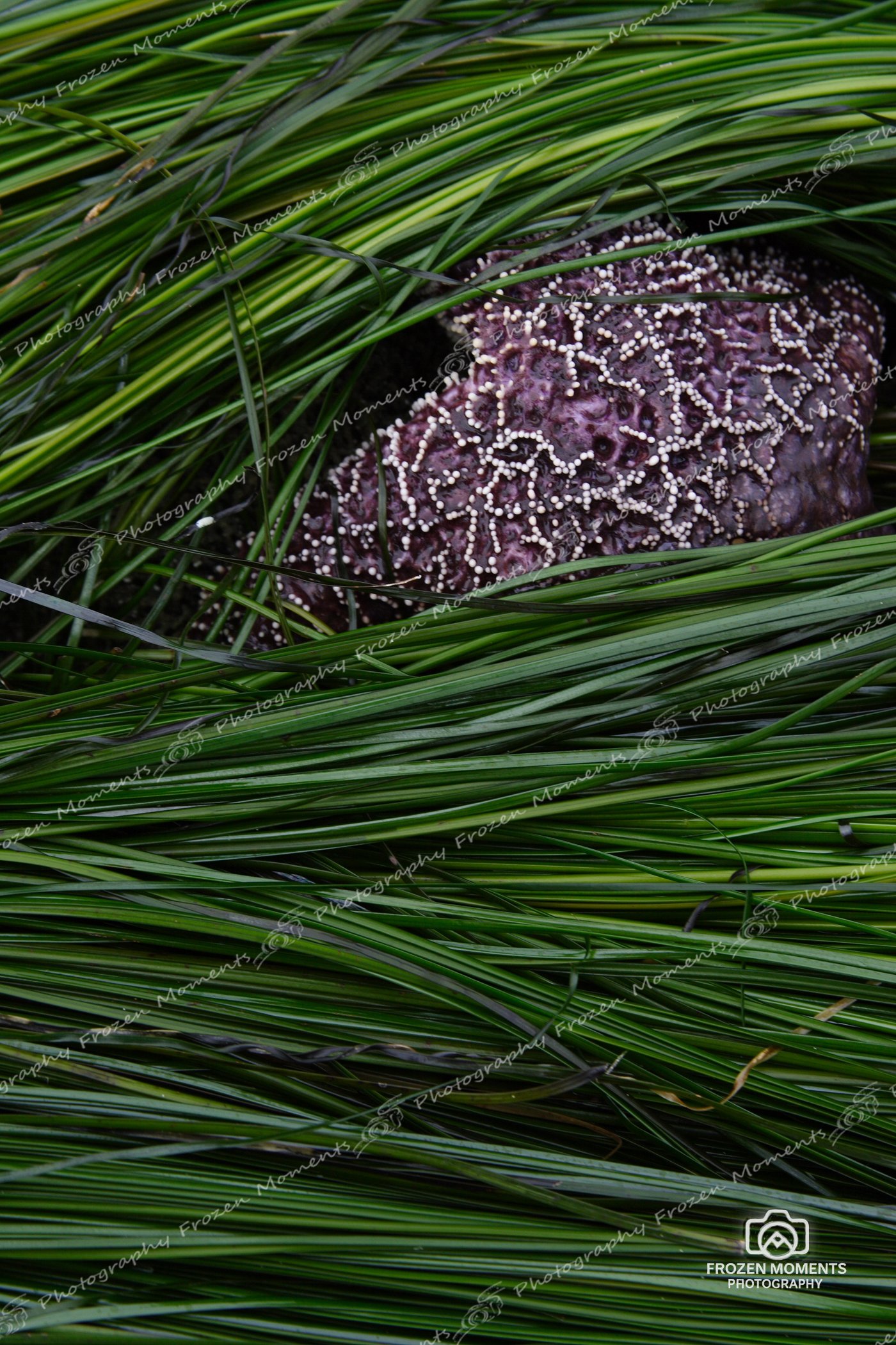 Purple Sea Star