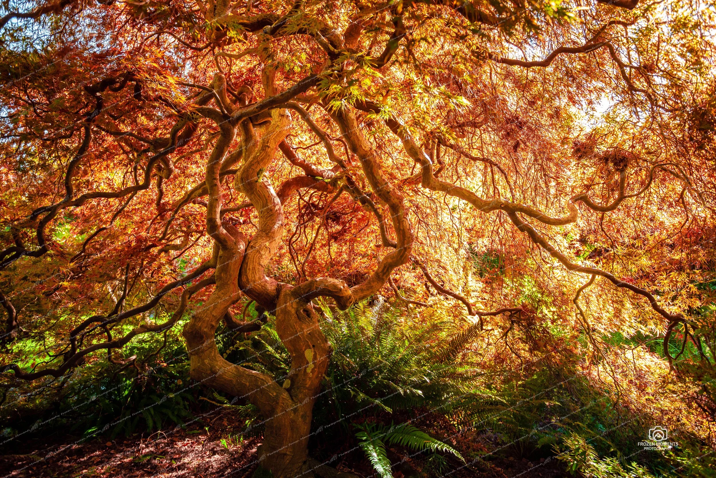 Fire Maple