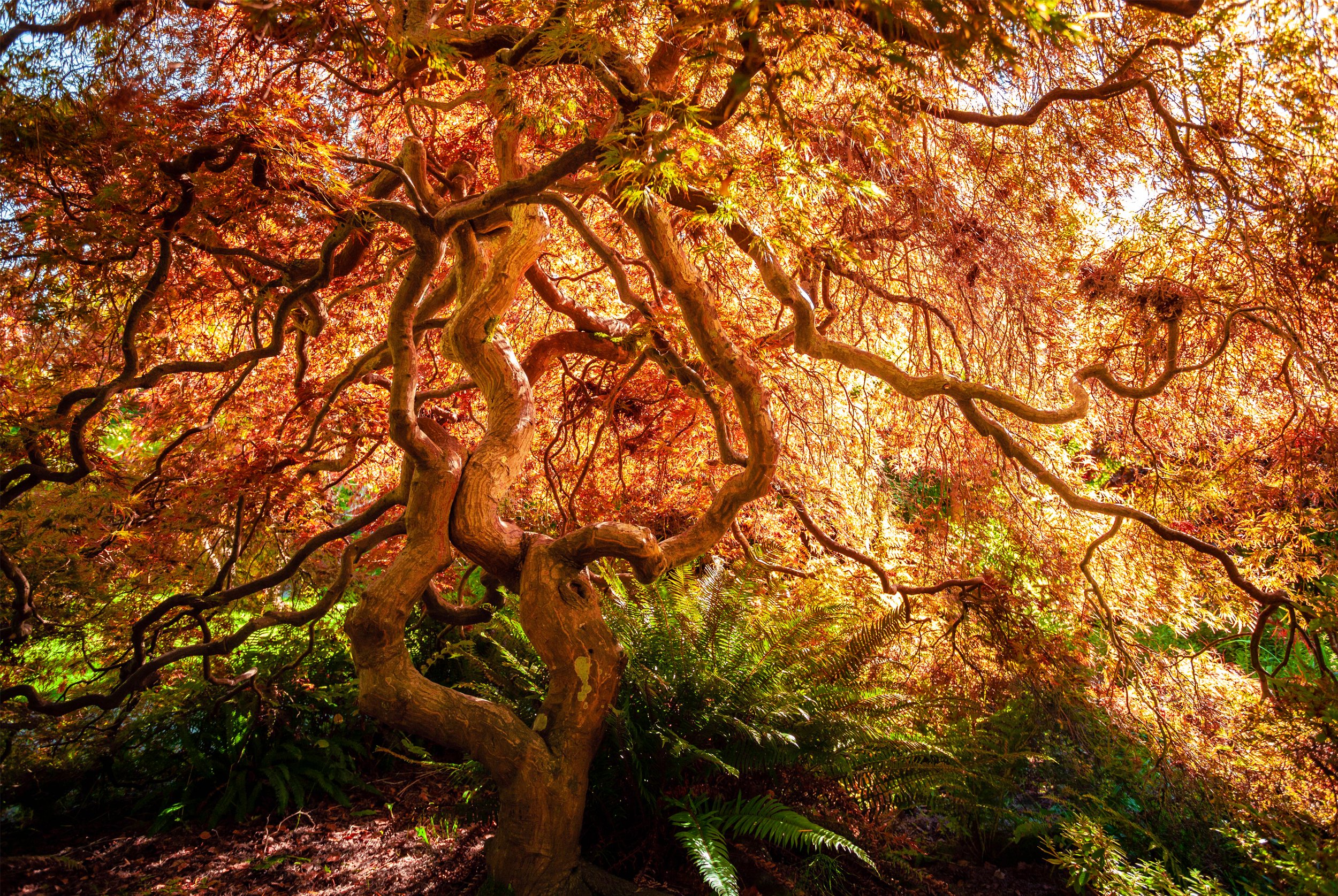 Fire Maple