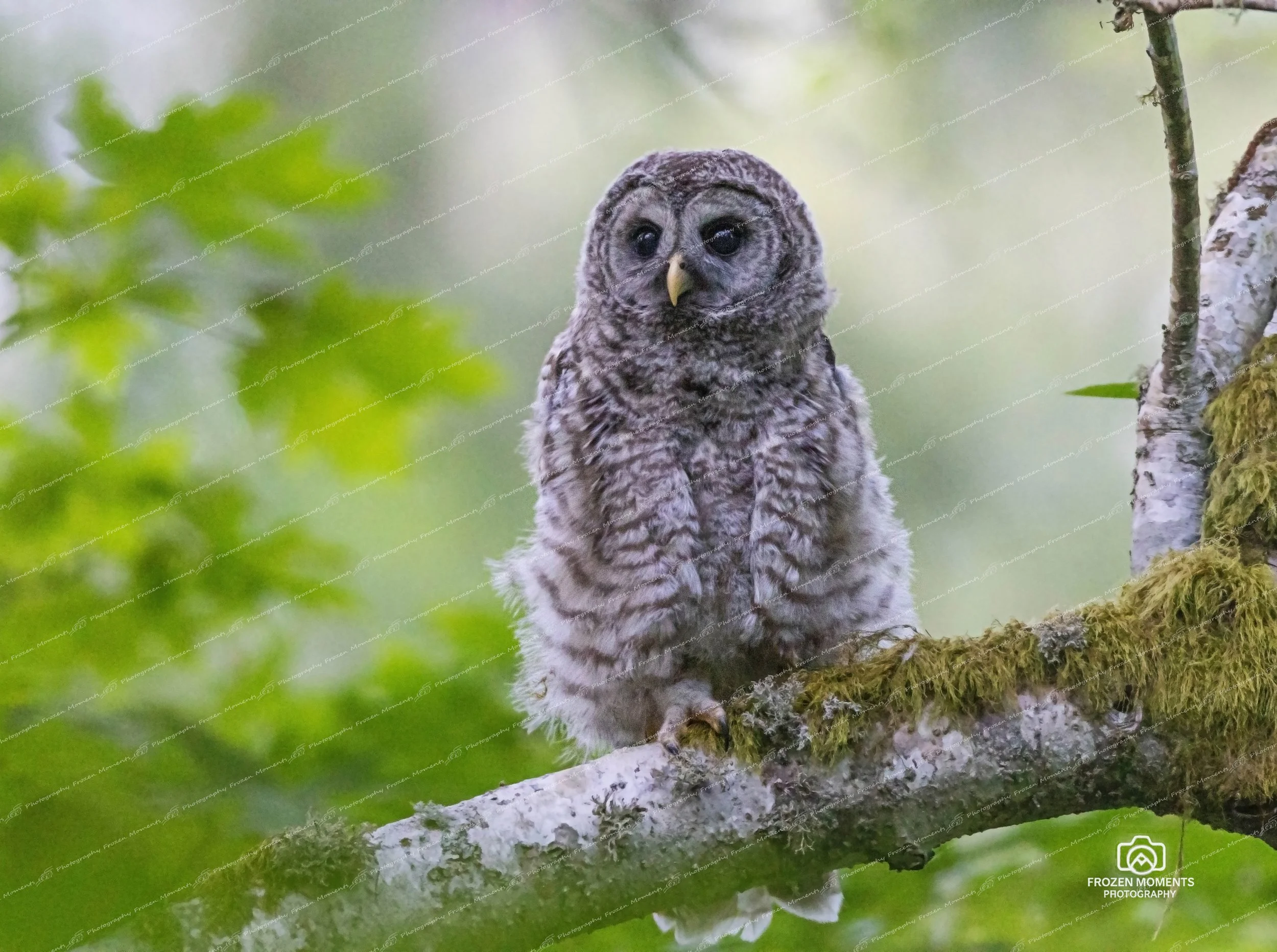 Owlette