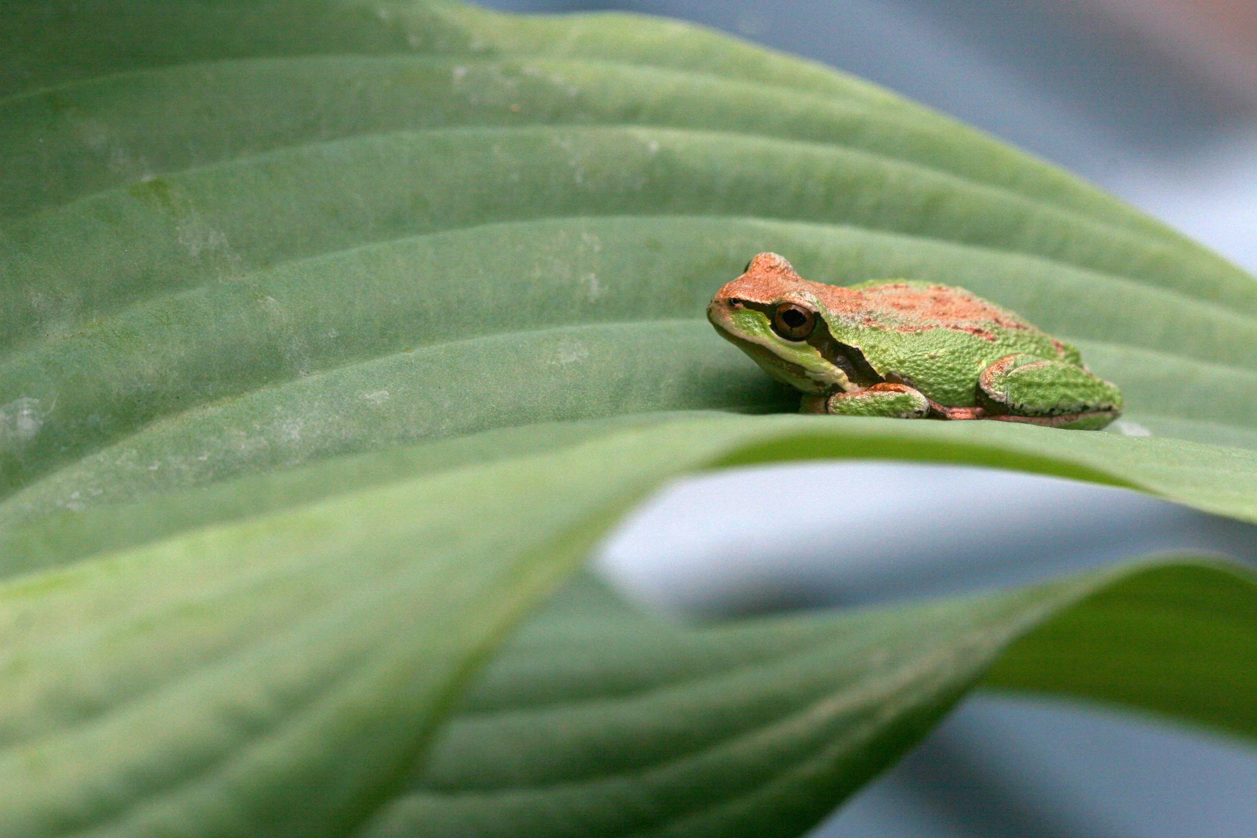 Tree Frog