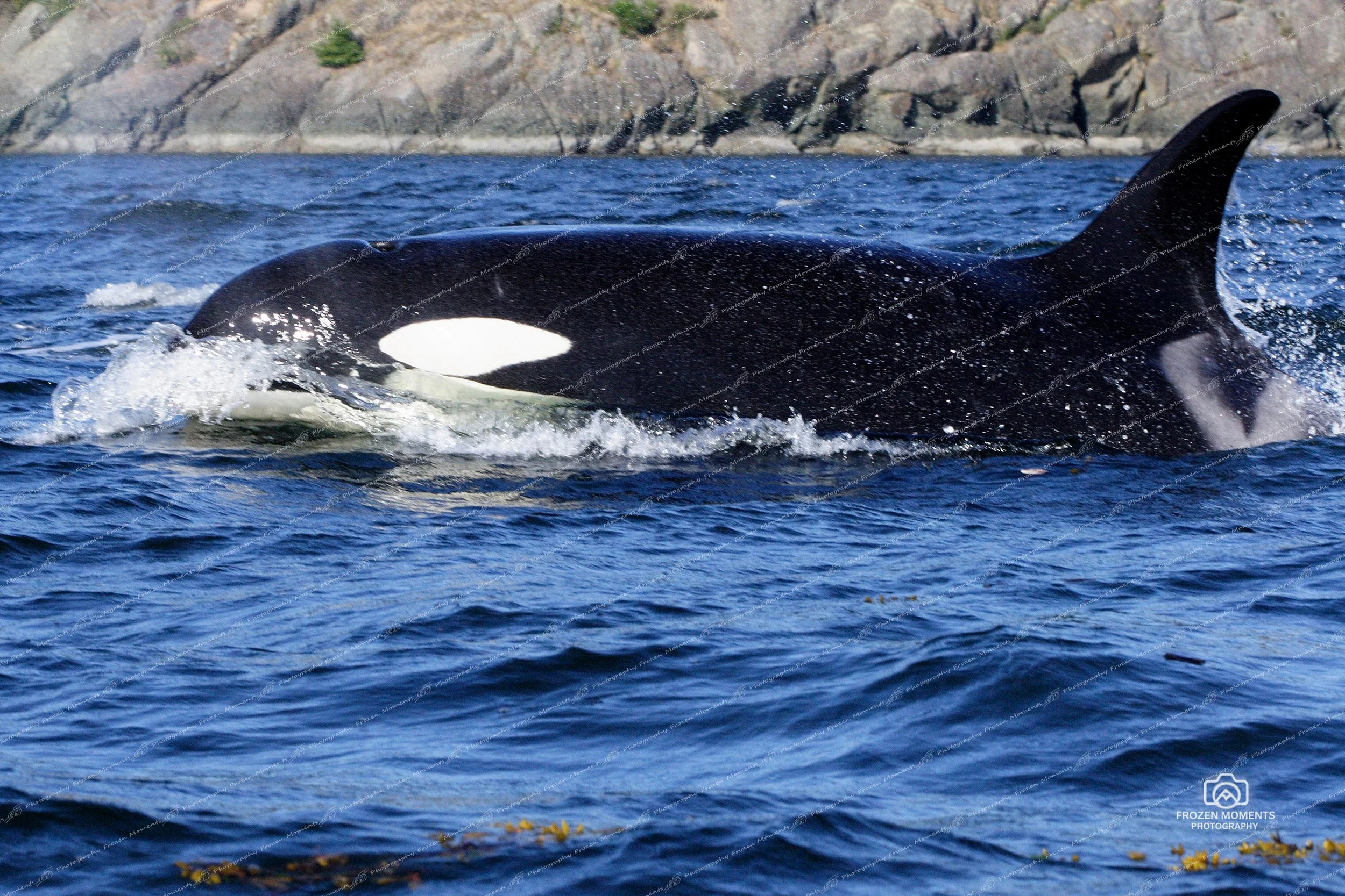 Orca