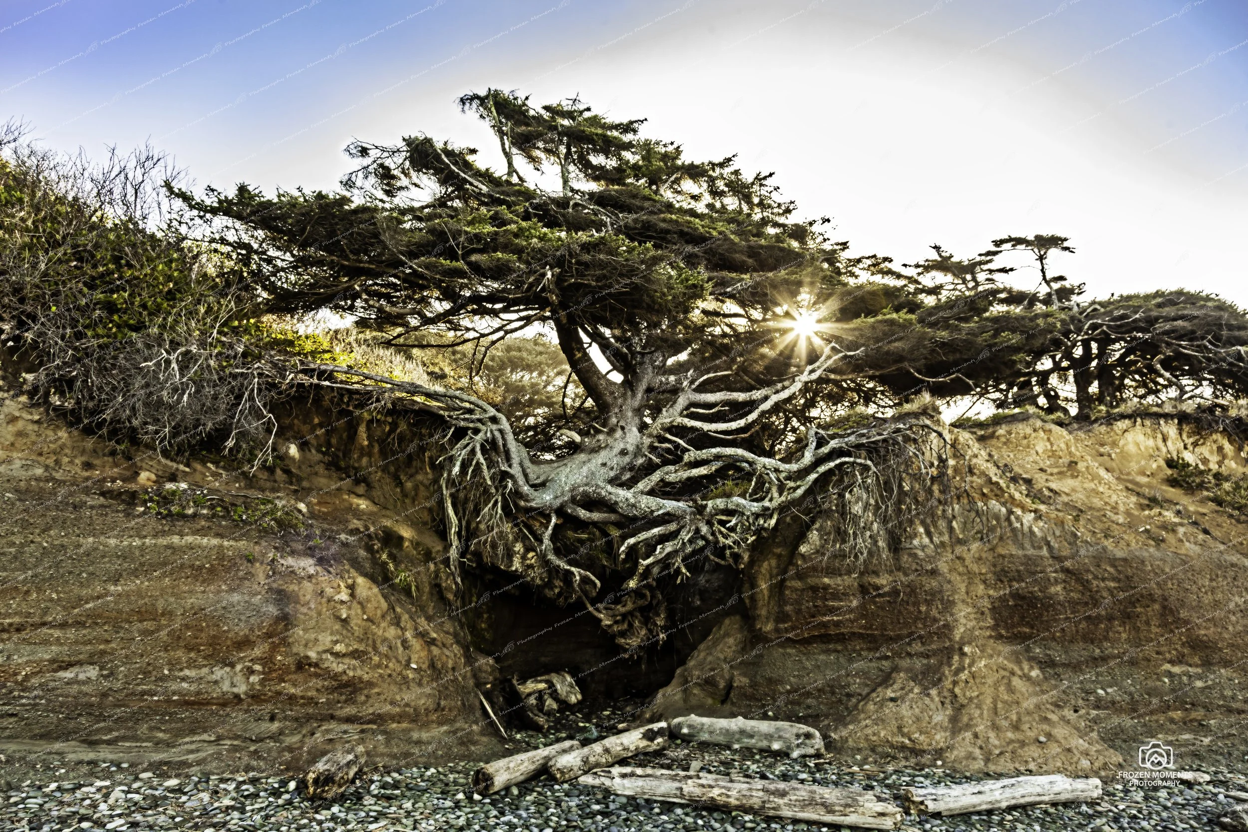 Tree of Life