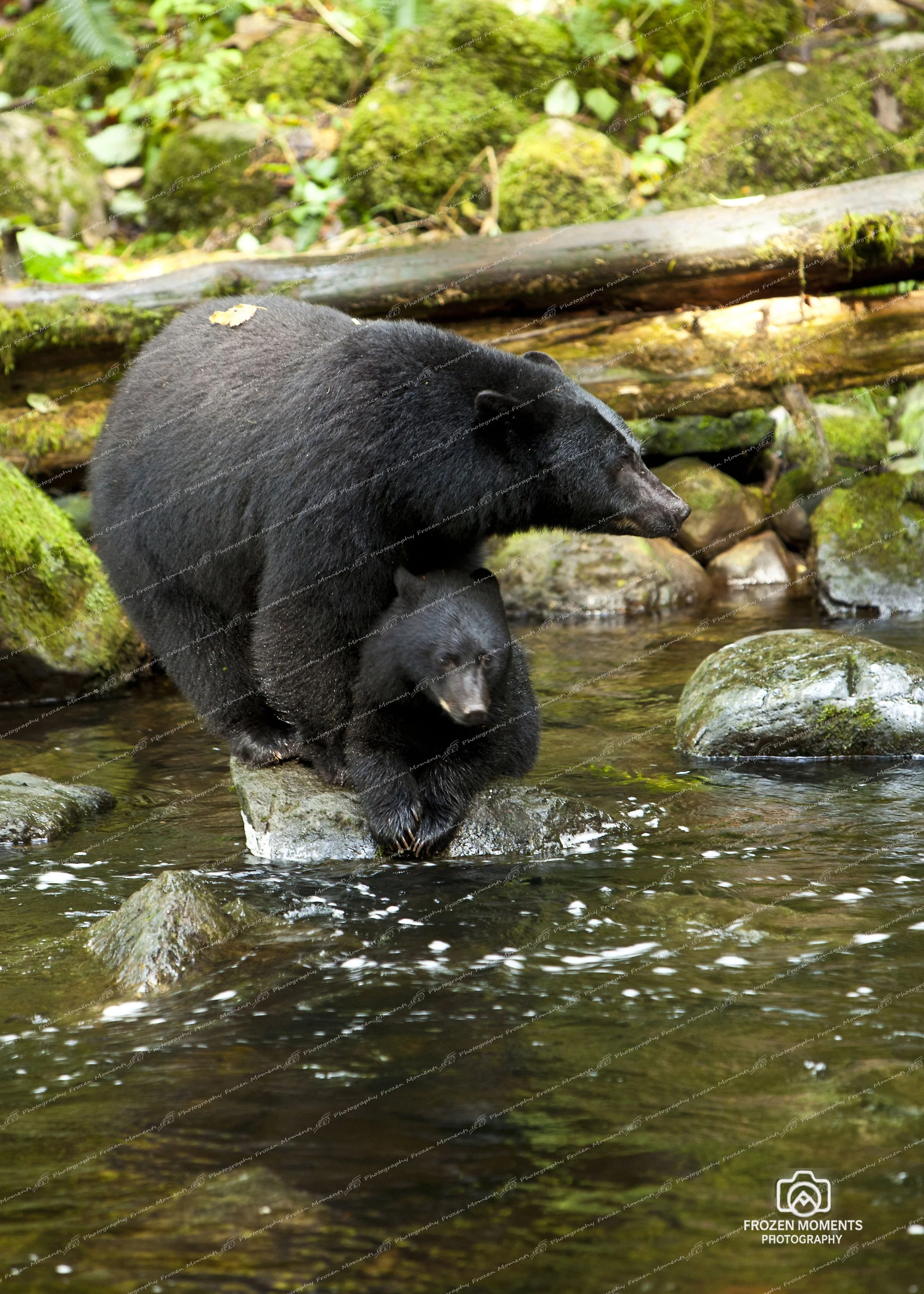 Mom and Cub