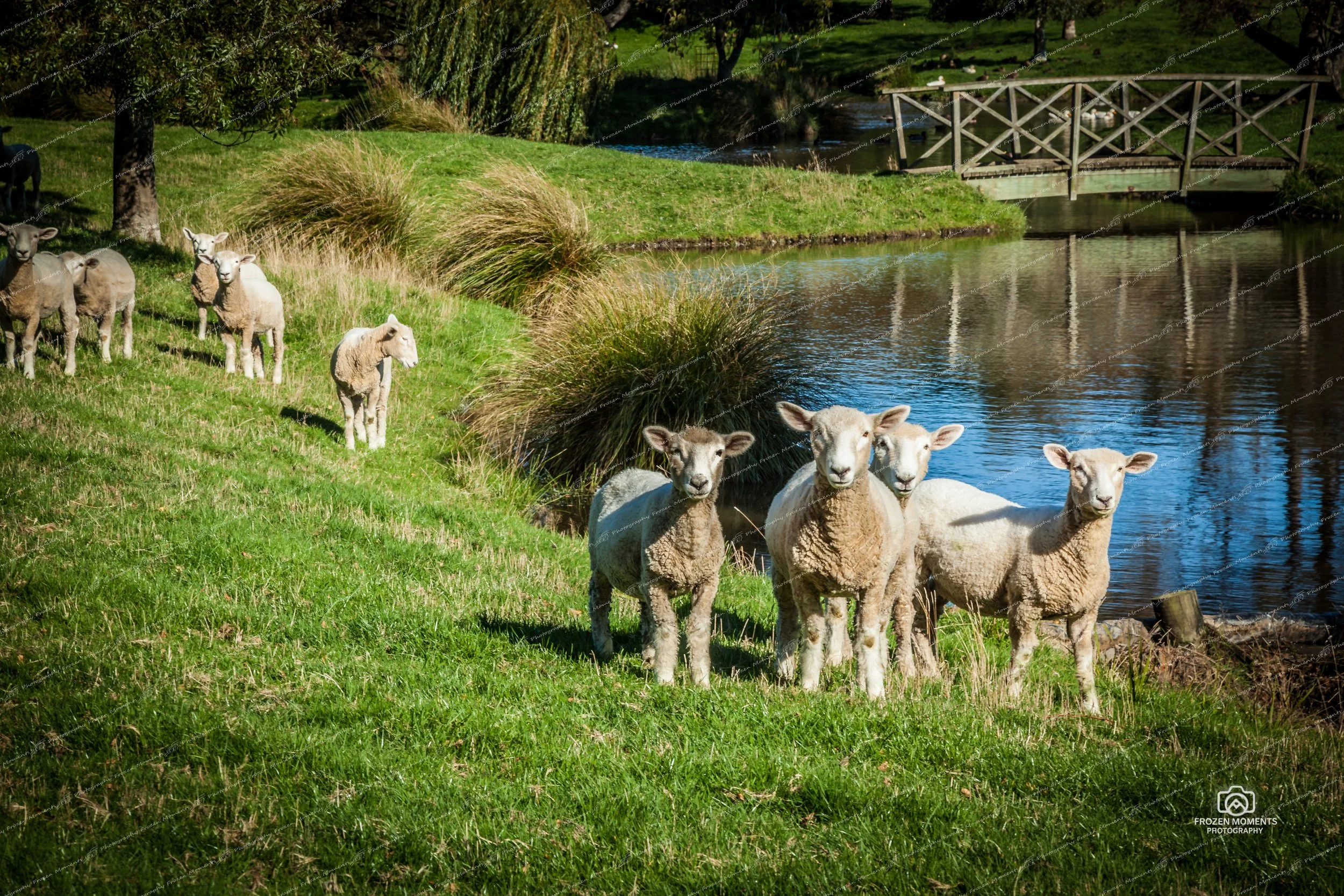New Zealand Sheep