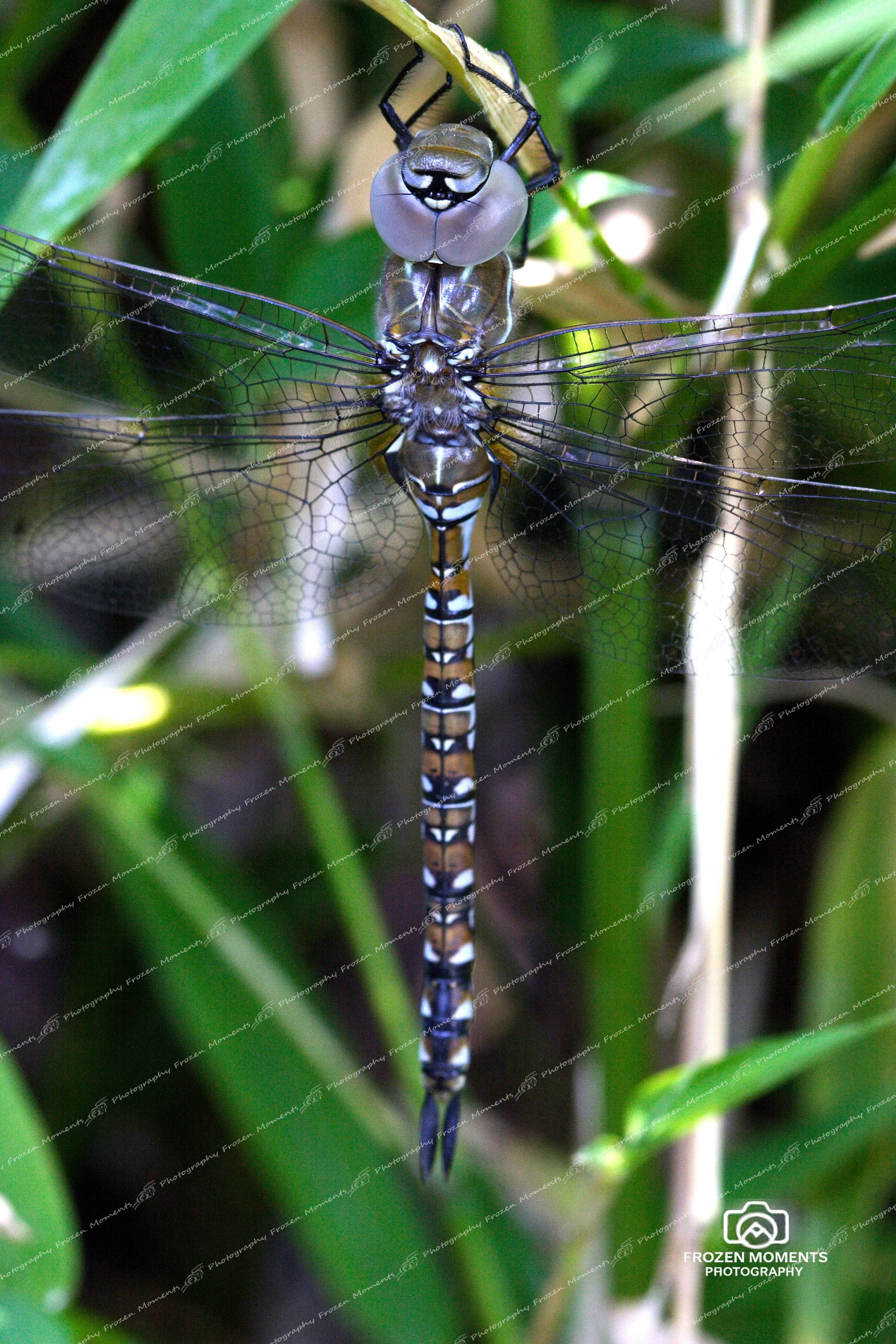 Dragonfly
