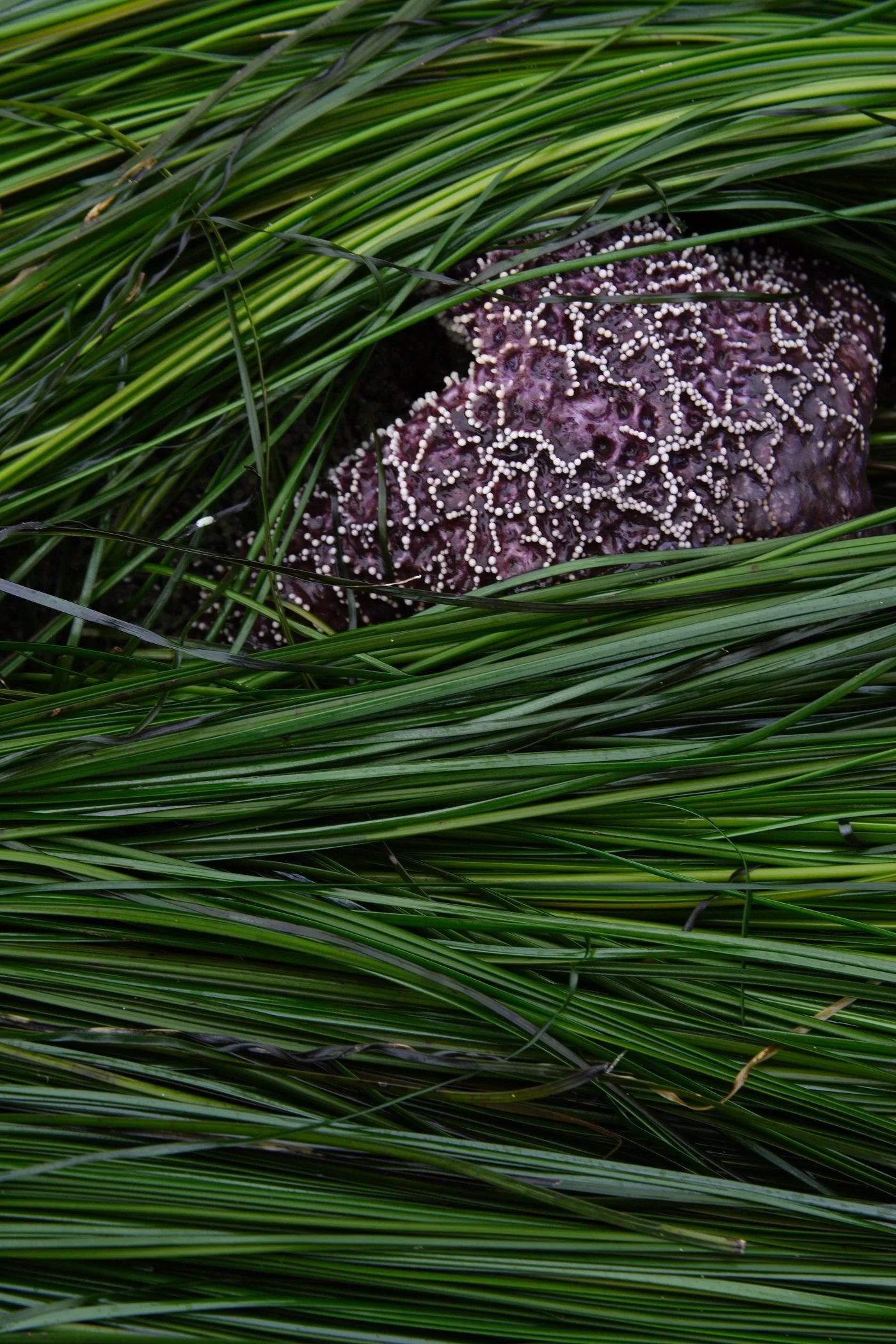 Purple Sea Star