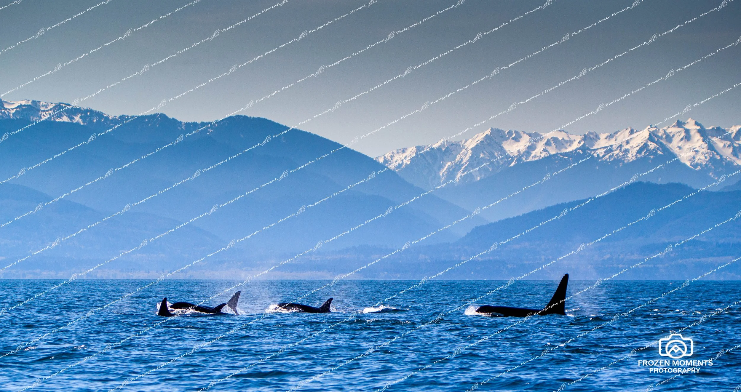 Orcas in the Strait