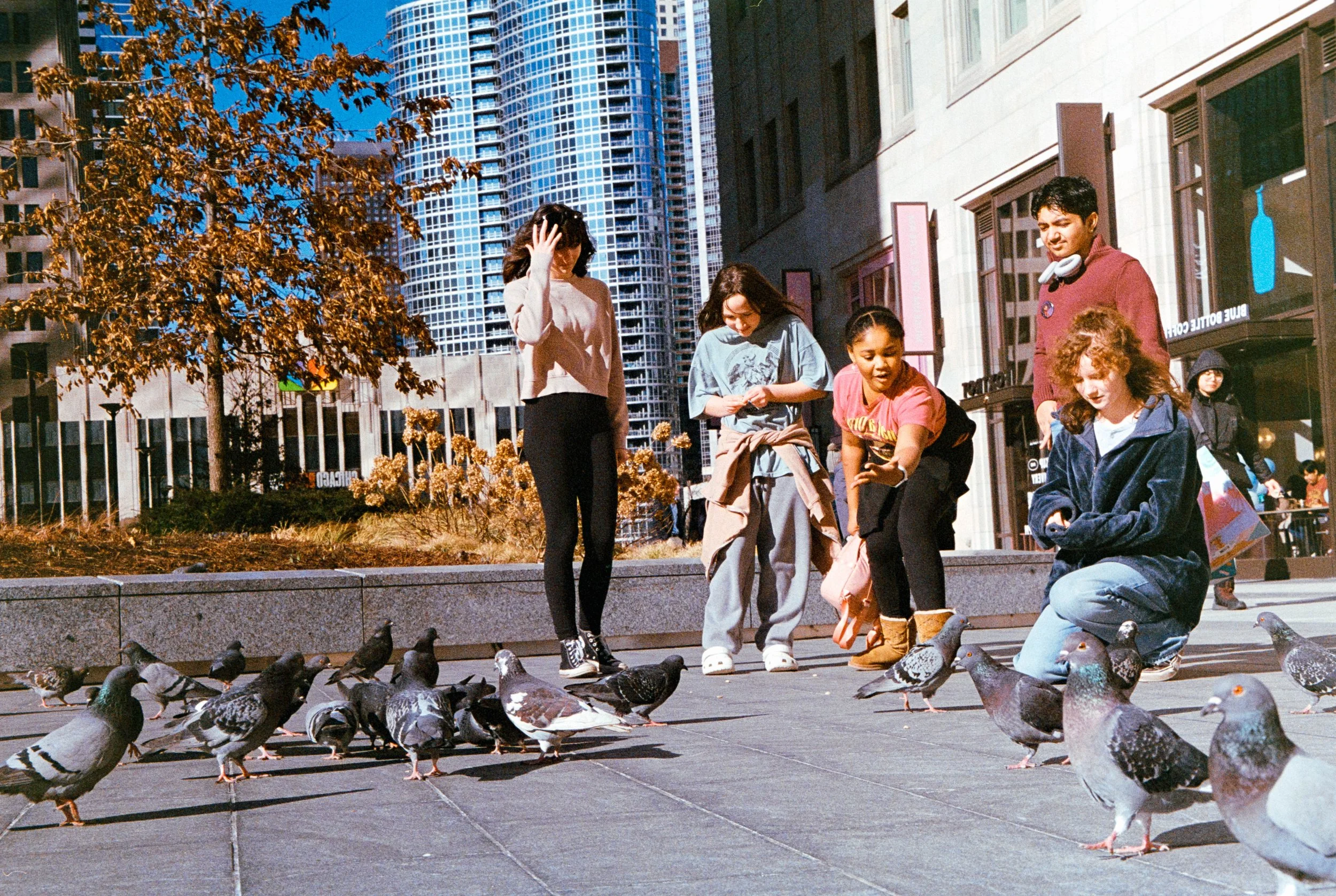 Pigeons.jpg