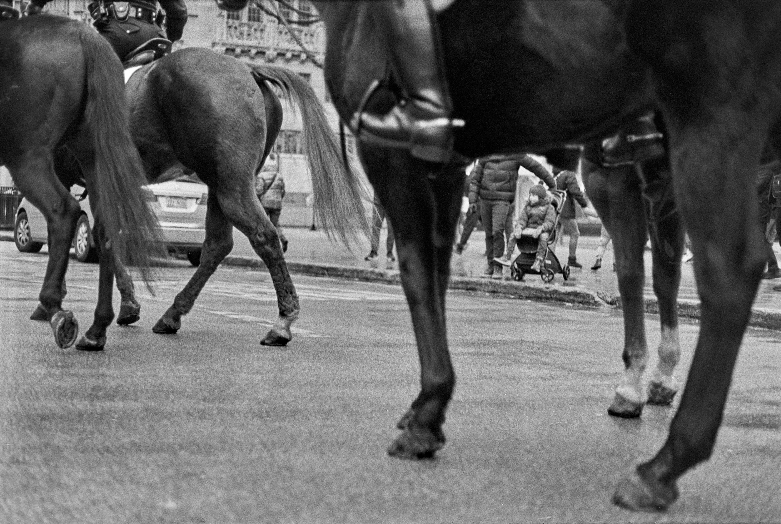 PoliceHorse.jpg