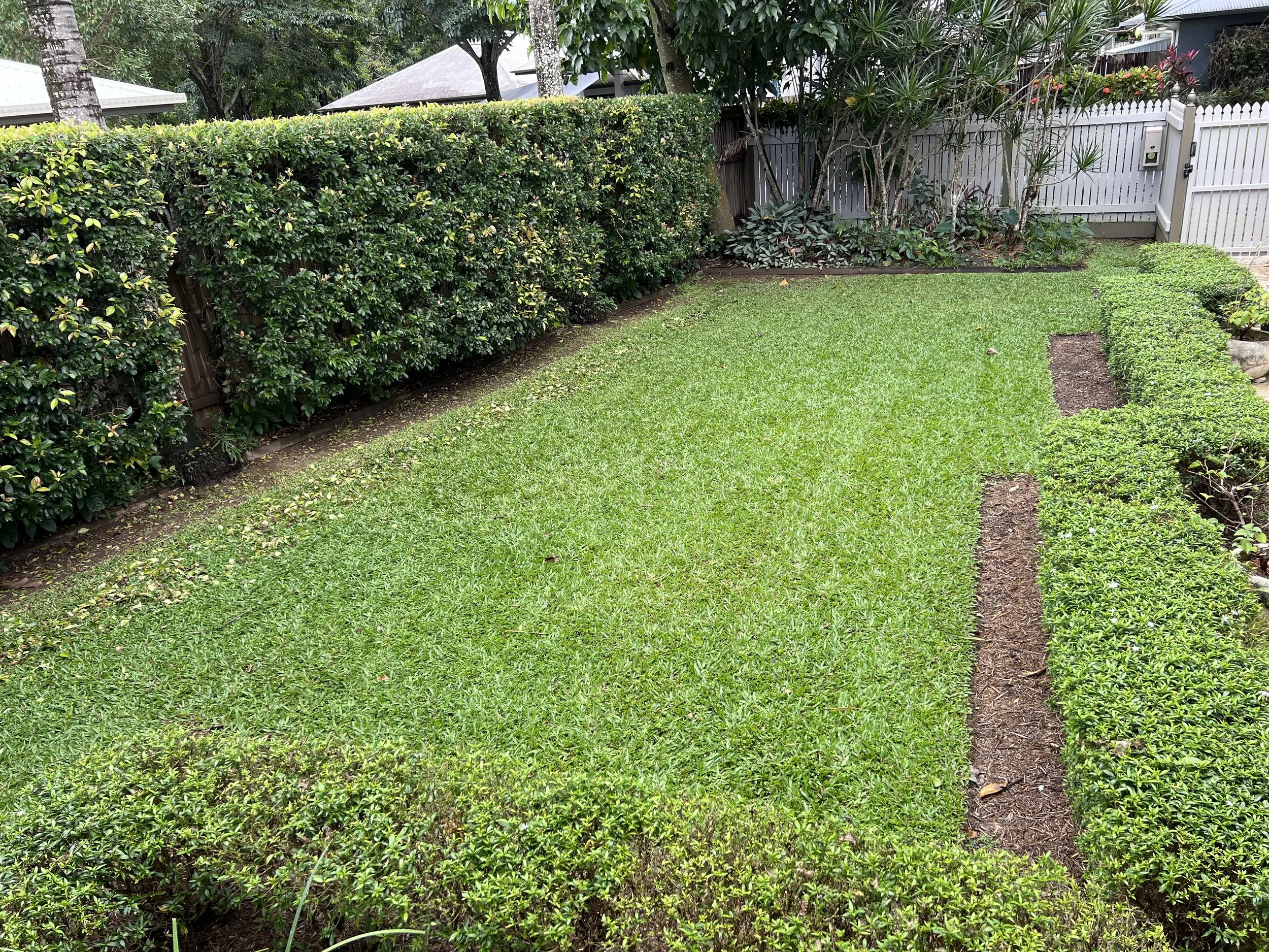 Before - front lawn 
