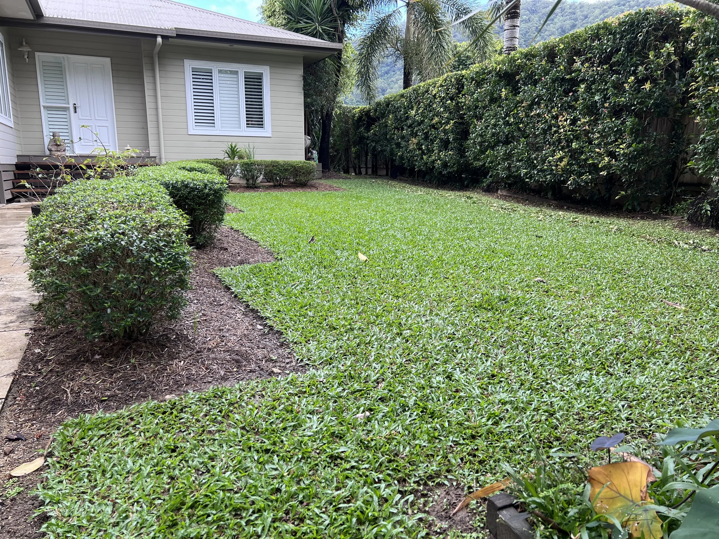 Before - front lawn 