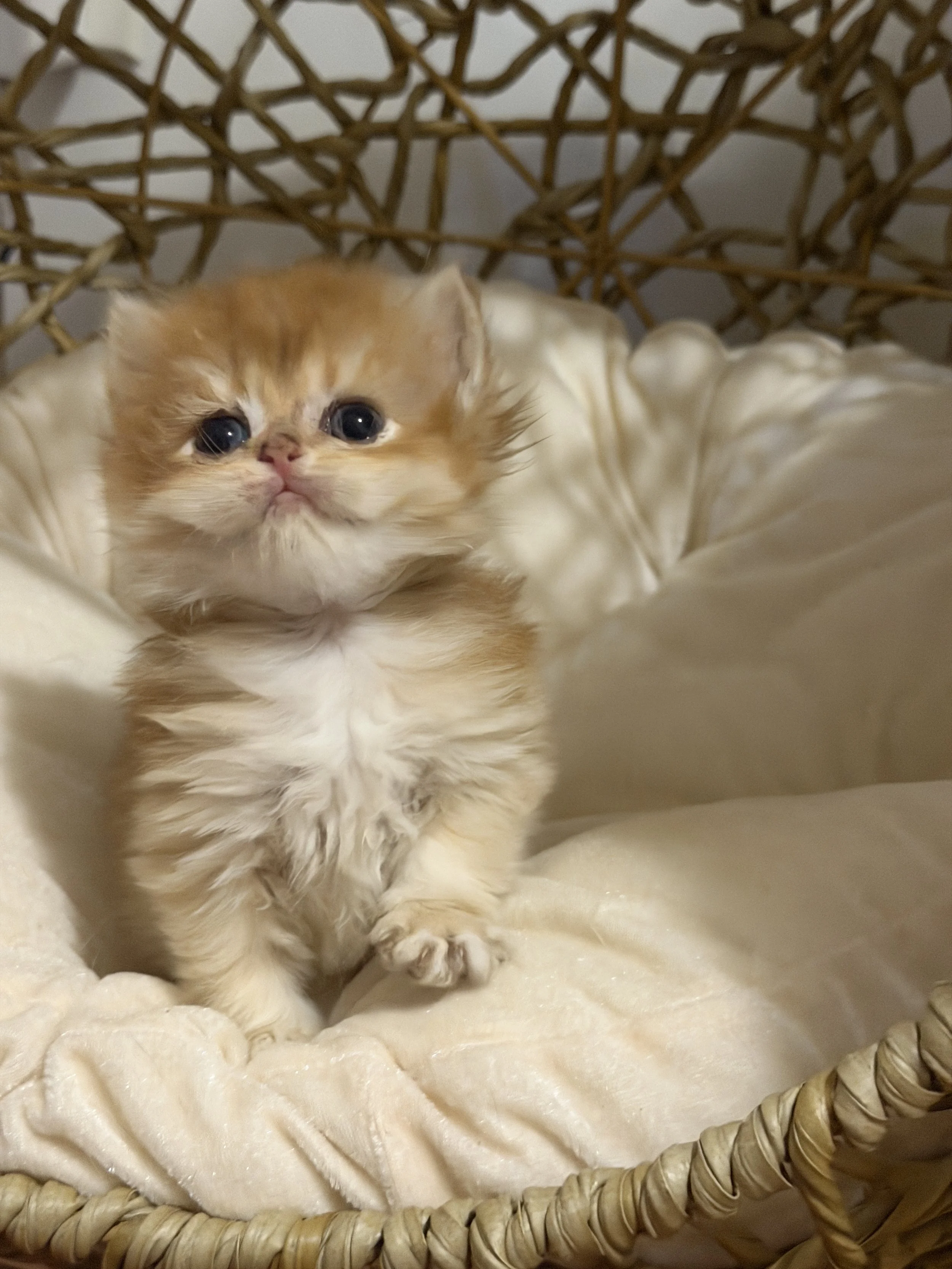 A small orange and white kitten with blue eyes lying on a plush cream-colored blanket inside a wicker basket.