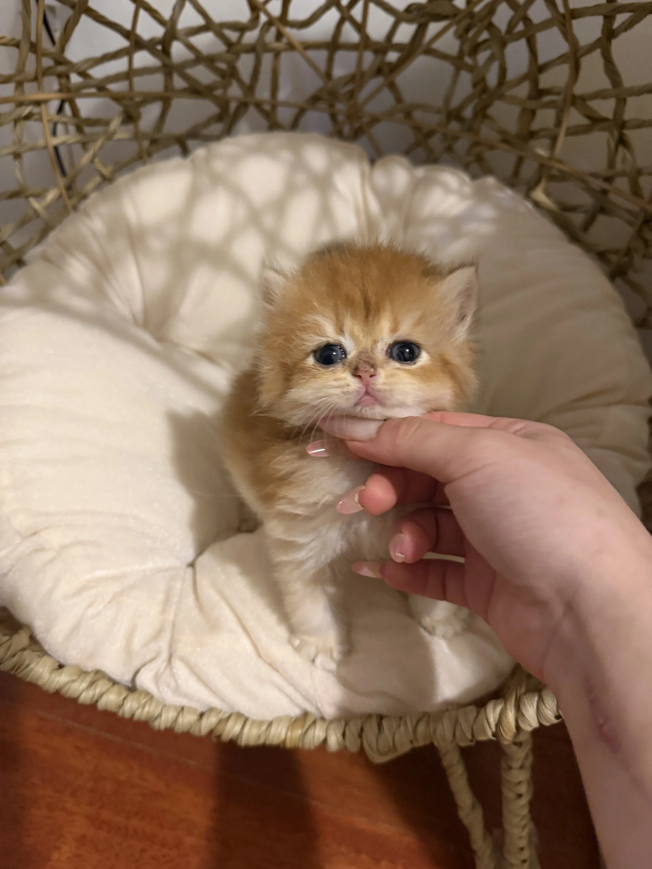 A small orange kitten with blue eyes being gently held by a person's hand. The kitten is sitting on a soft, cream-colored cushion inside a wicker basket.