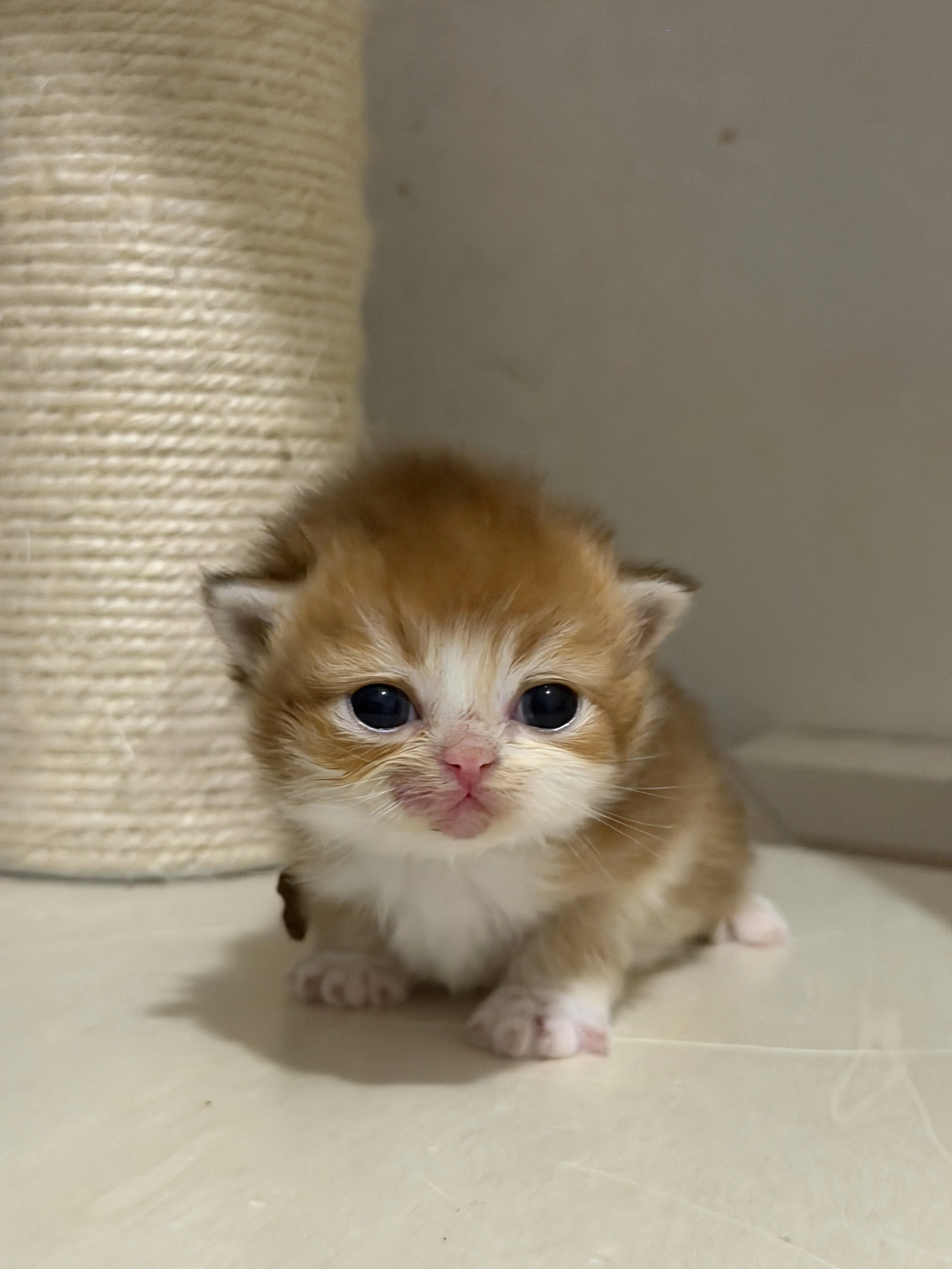 A small orange and white kitten with big blue eyes, standing on a light-colored floor next to a beige scratching post, partially hidden behind it.