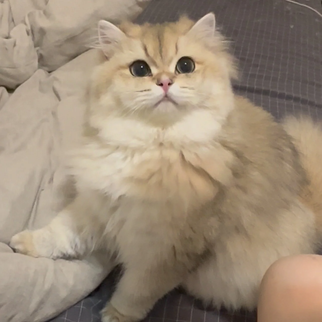 年糕