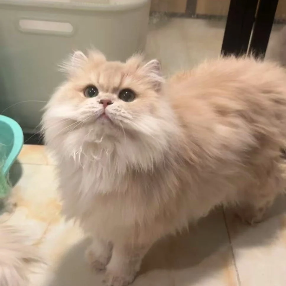 玲玲