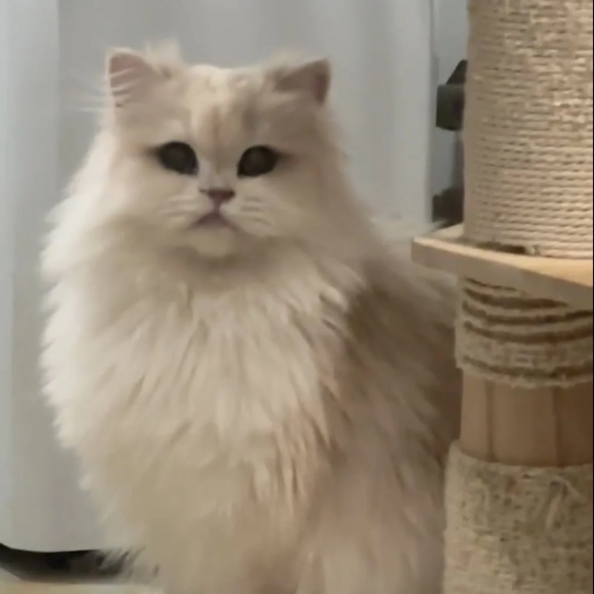 鸭梨