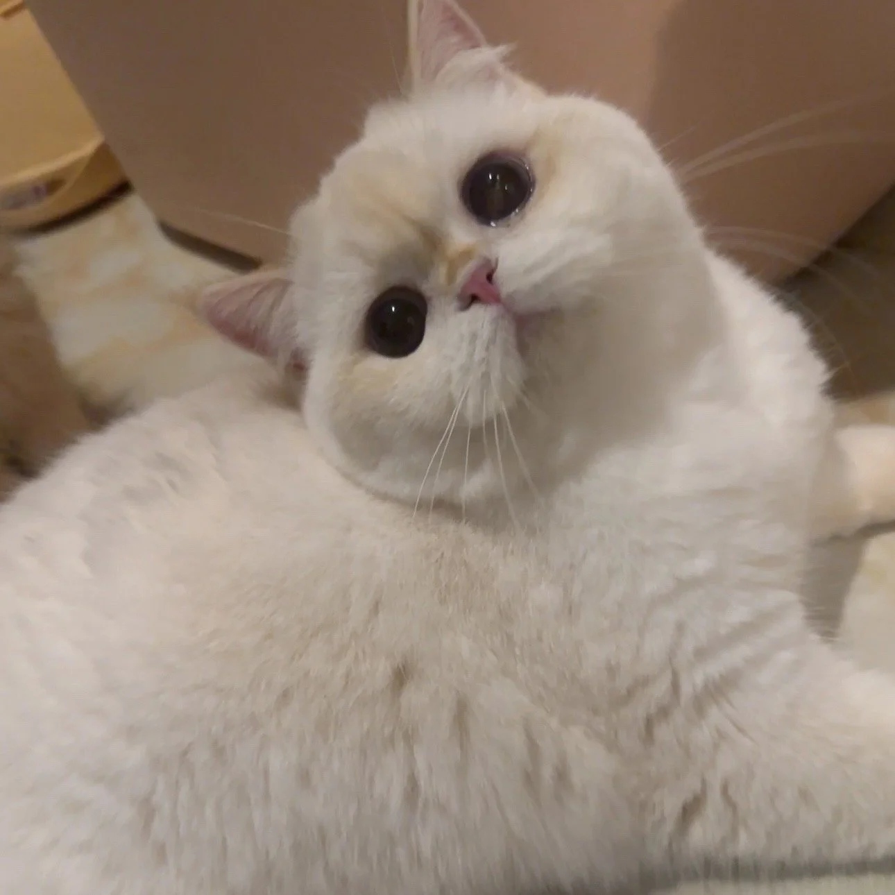 豆芽