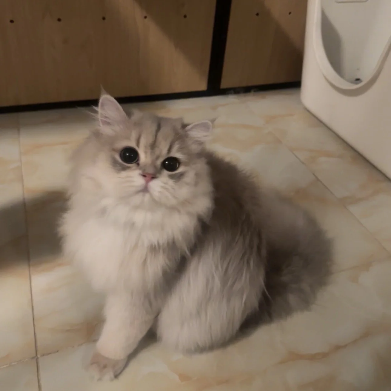 晚晚