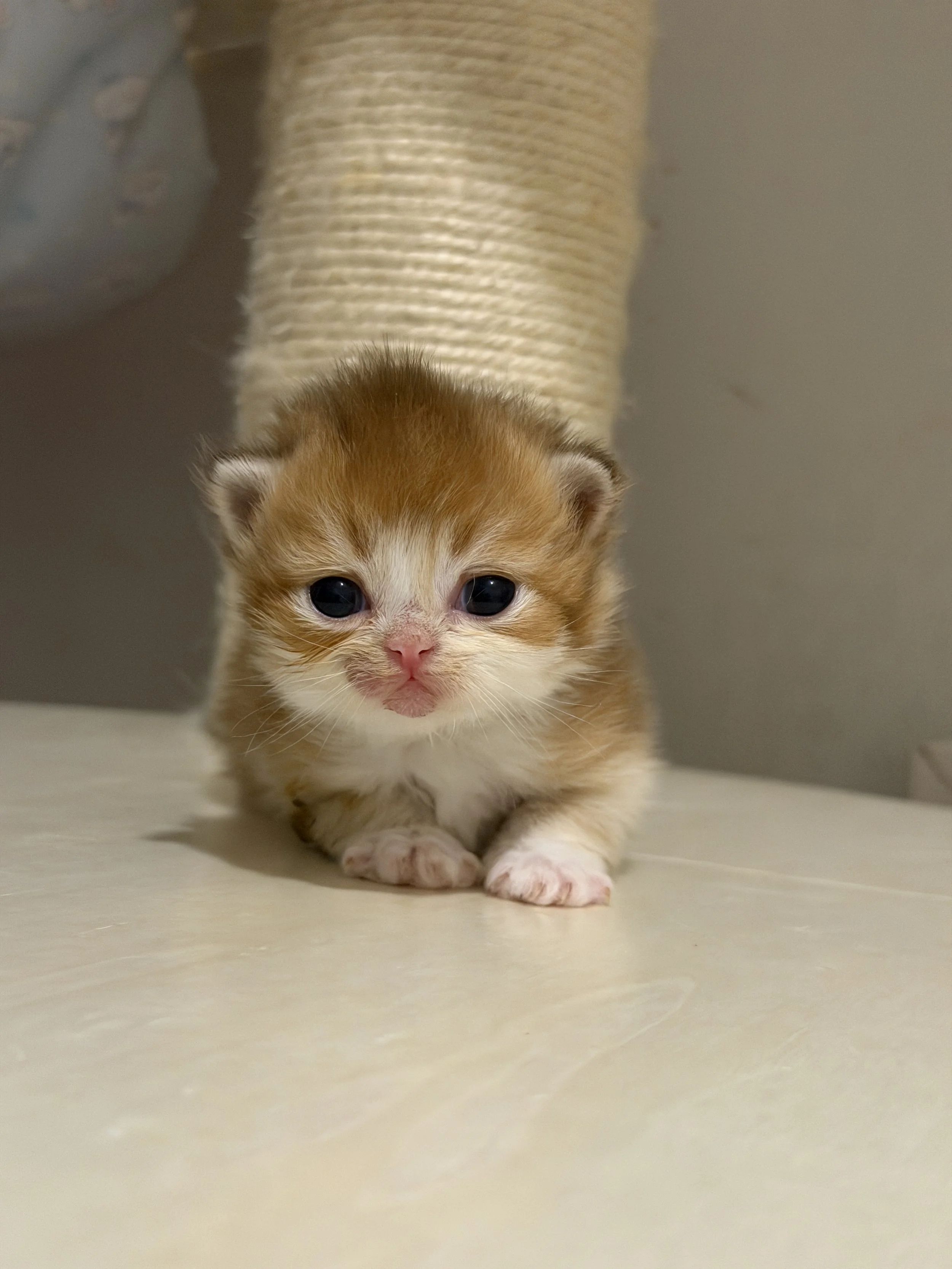 A small orange and white kitten with blue eyes and a pink nose, standing on a light-colored surface with a scratching post in the background.