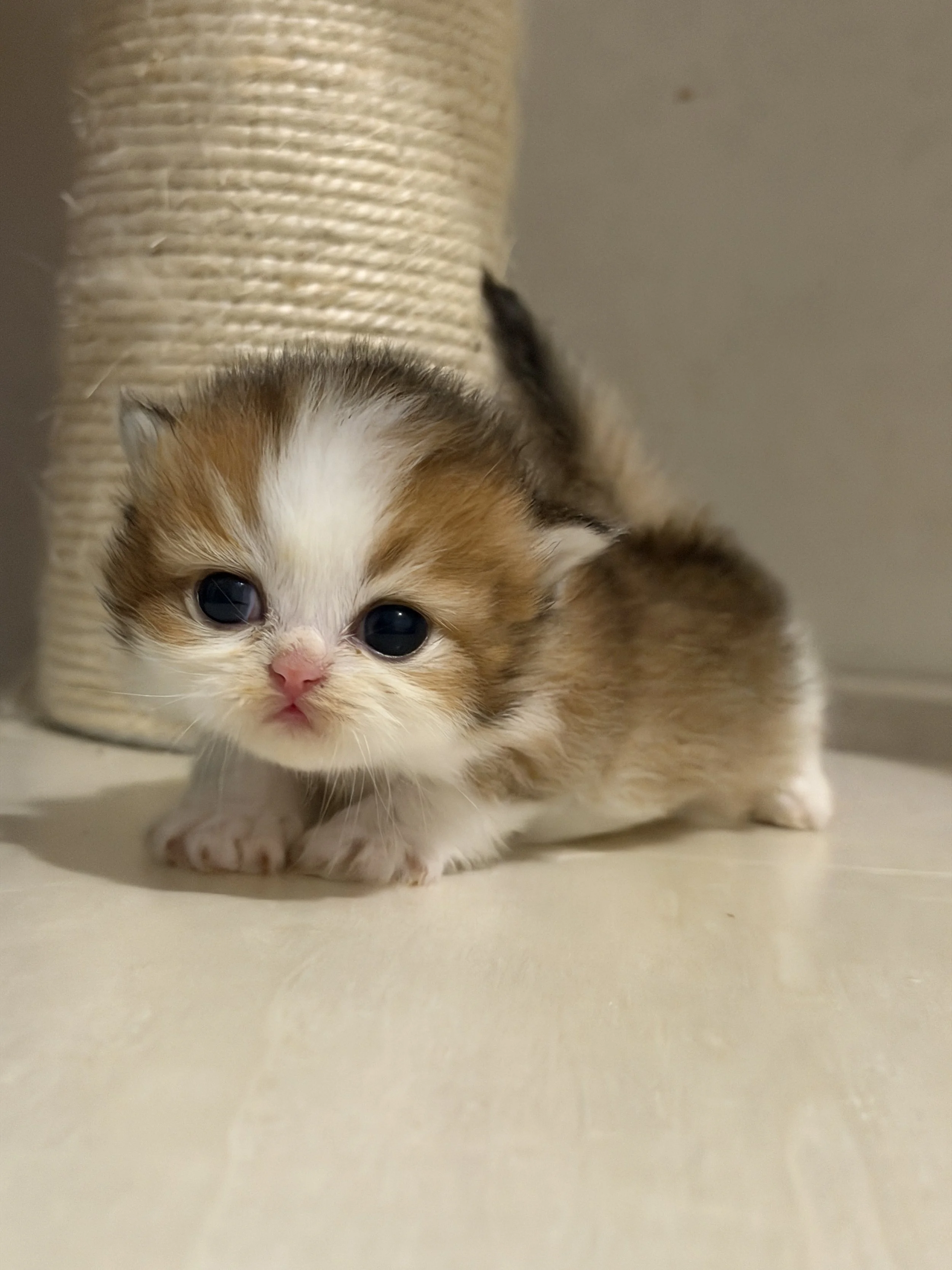 Close-up of a small kitten with fluffy orange, white, and gray fur, resting on a beige surface near a scratching post visible in the background.
