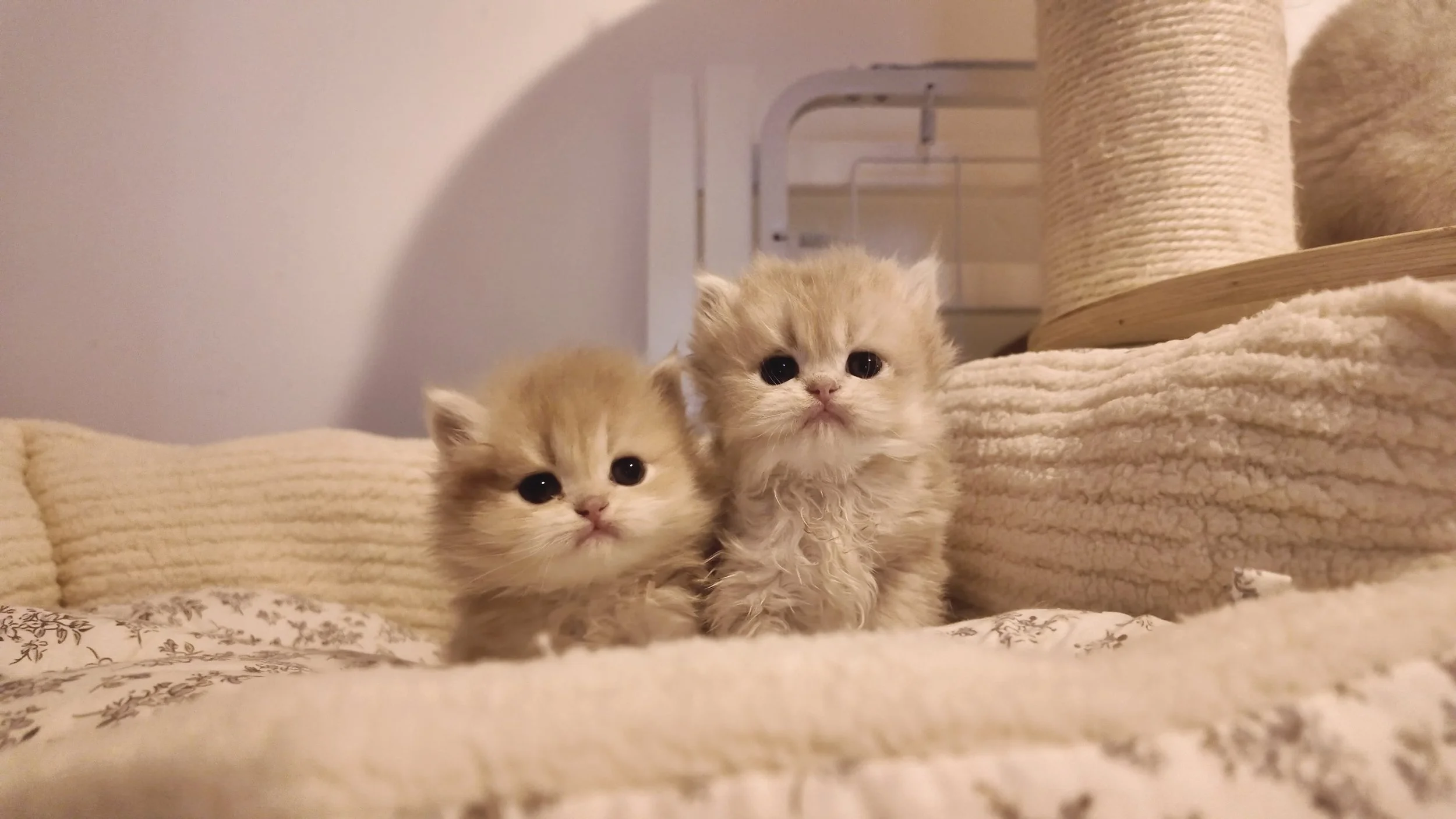 Two fluffy, light-colored kittens with big eyes sitting on a textured beige blanket in a cozy indoor setting.