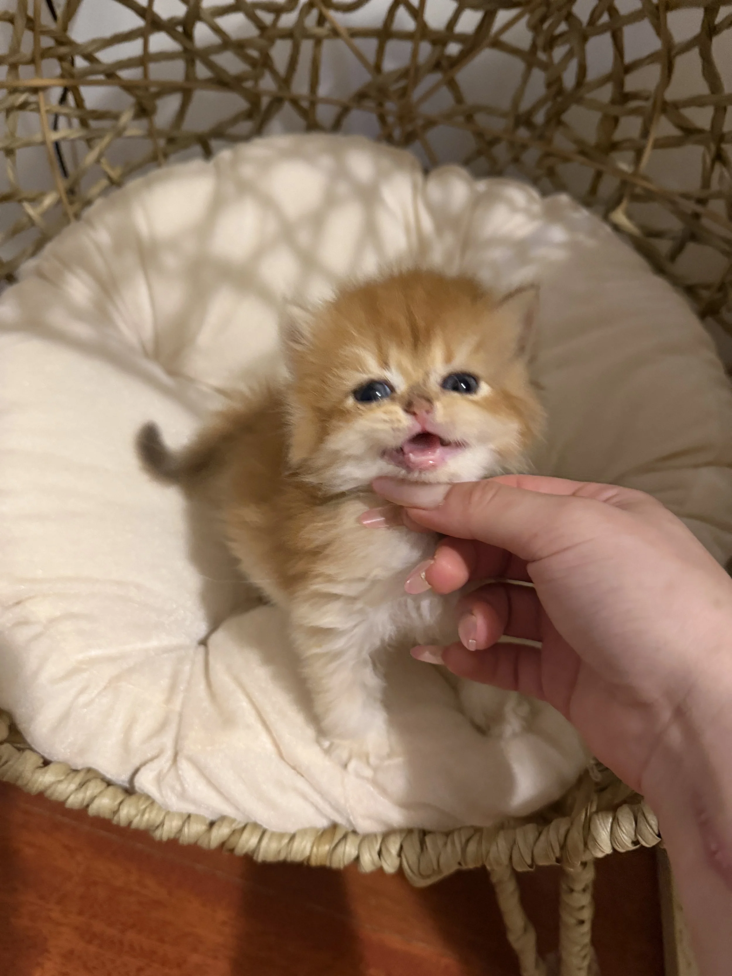 A small orange and white kitten lying on a cushioned surface inside a wicker basket, being gently held by a person's hand.