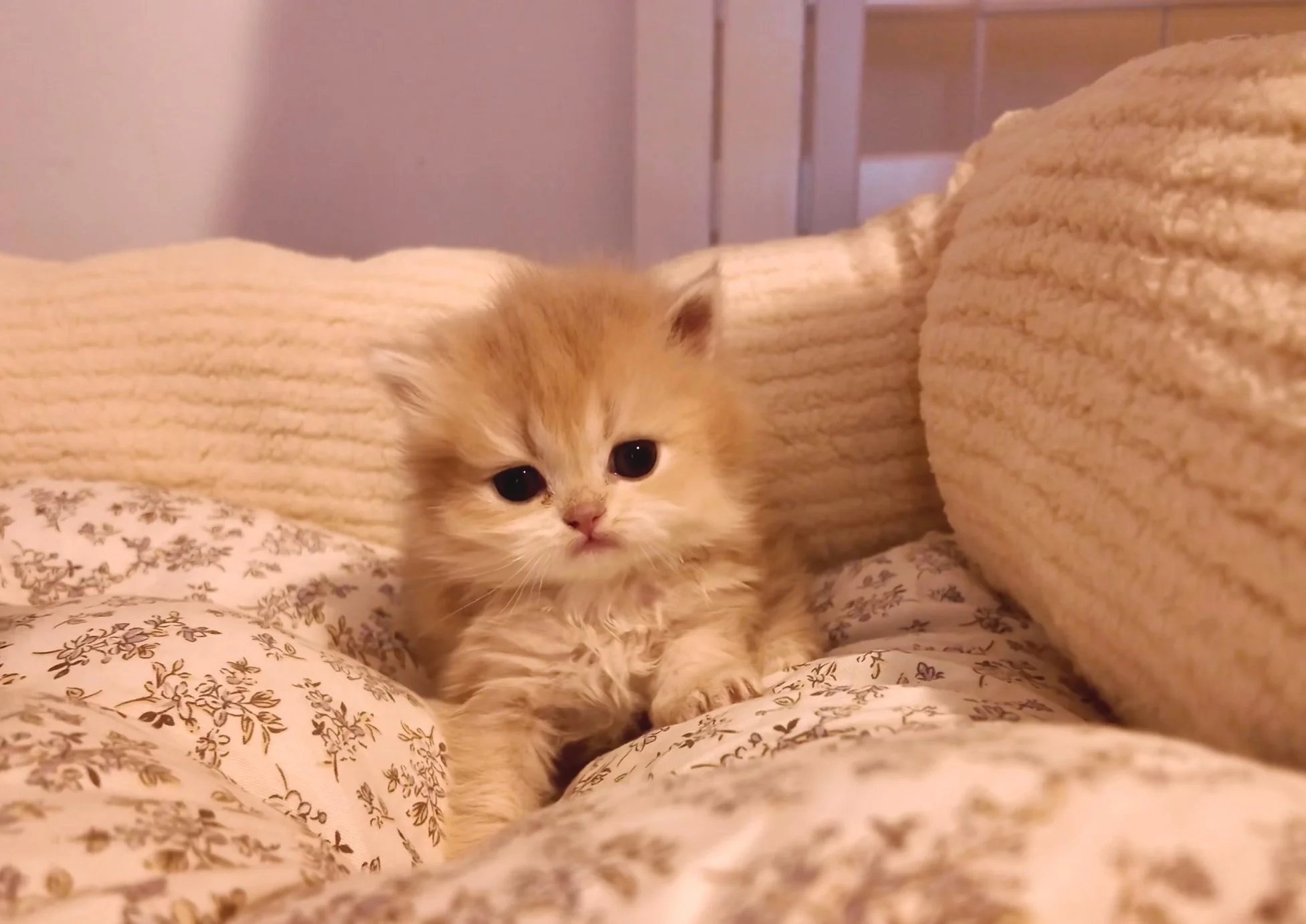 A fluffy orange kitten lying on floral patterned bedding with a cozy beige blanket nearby, in a room with light-colored walls and furniture.