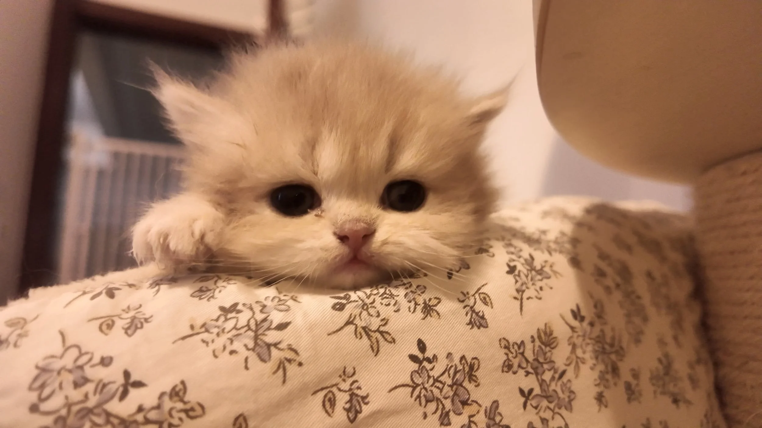 A cute, fluffy kitten with large dark eyes and light tan and cream fur, resting on a floral-patterned fabric surface.
