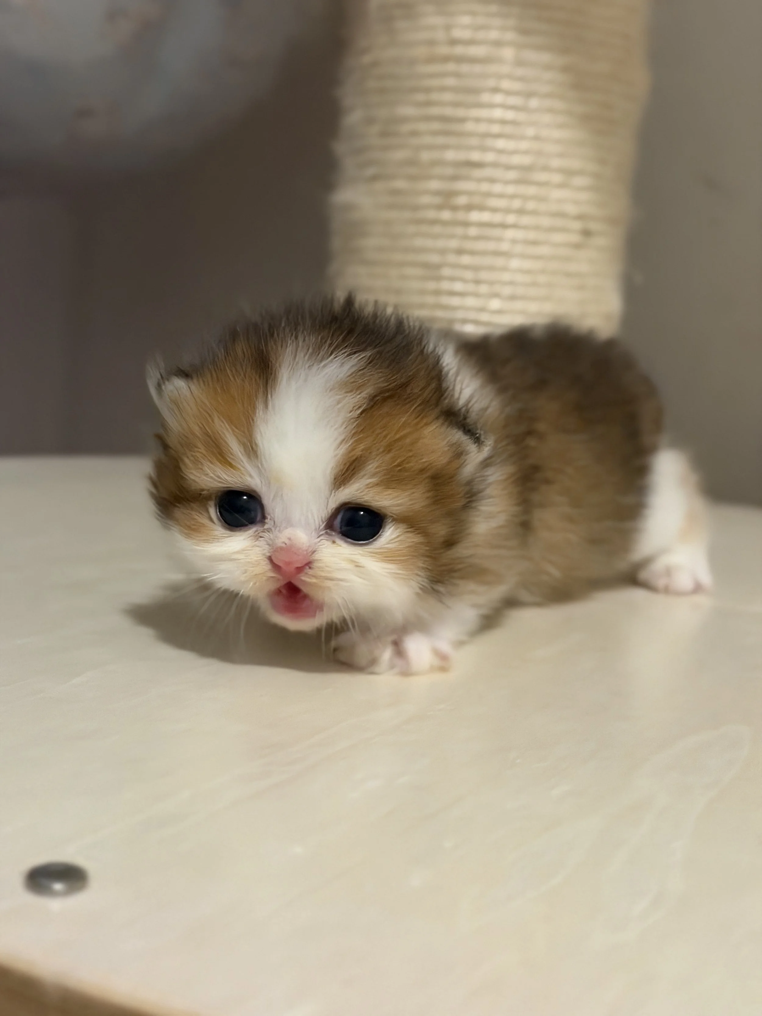 A cute kitten with orange, white, and black fur walking on a light-colored surface, with a beige scratching post in the background.