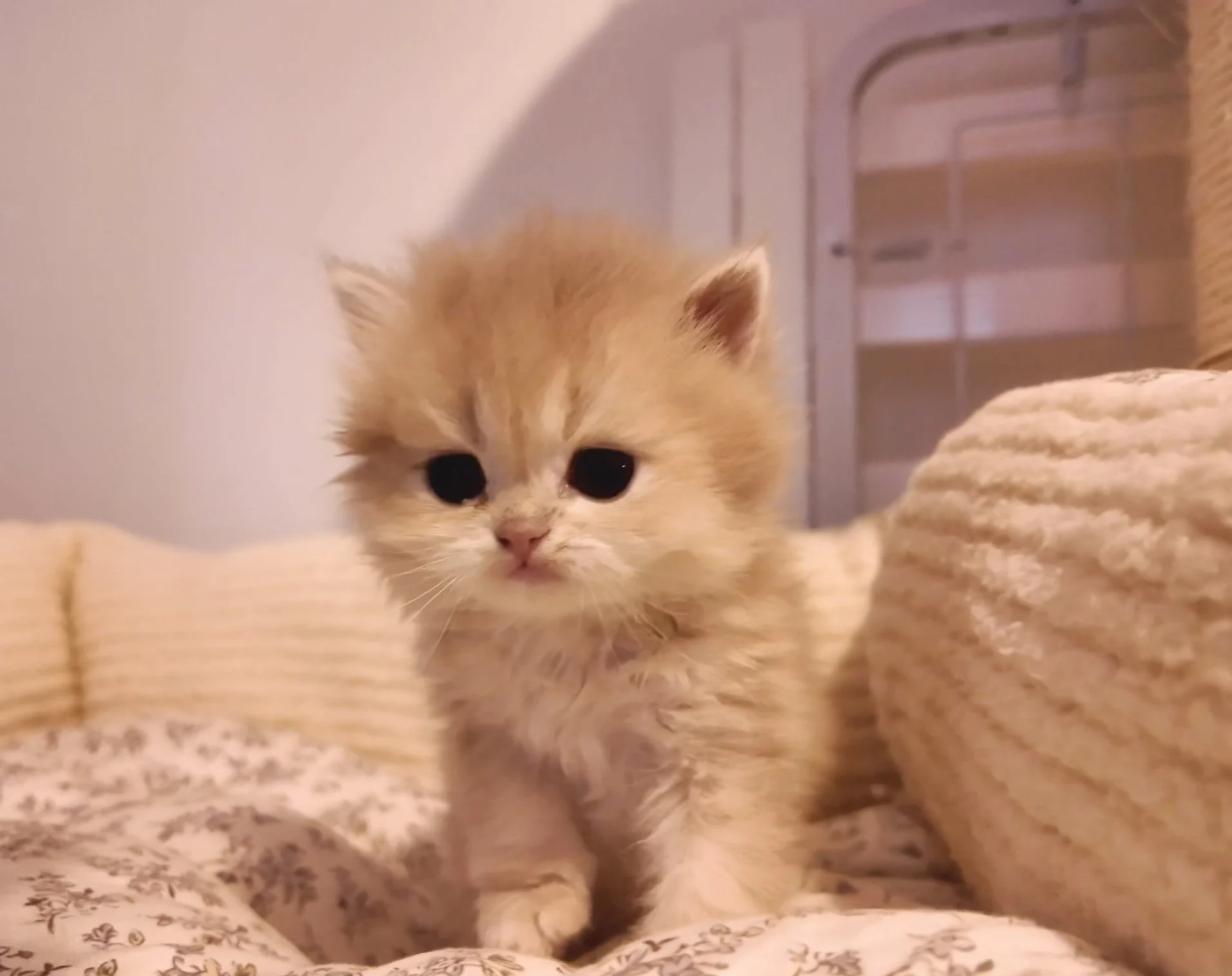 A small, fluffy, orange and white kitten with big black eyes, sitting on a patterned blanket with other furnishings in the background.