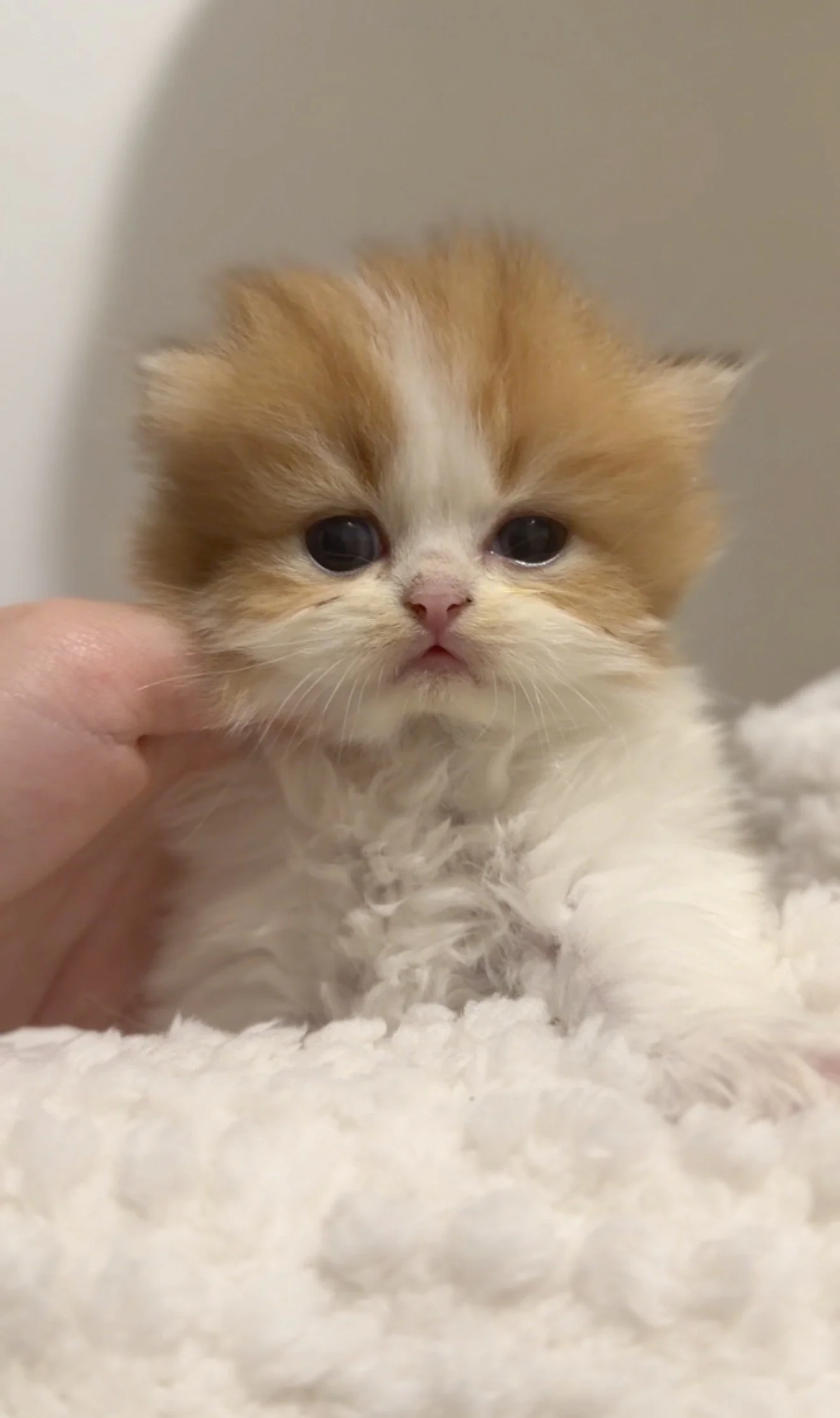 Close-up of a small, fluffy orange and white kitten with large dark eyes being gently held.