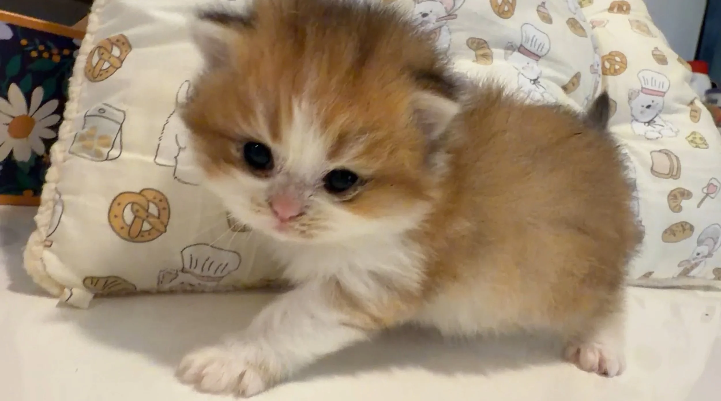 A small, fluffy orange and white kitten lying on a fabric with kitchen-themed illustrations, including pretzels, coffee cups, and bears.