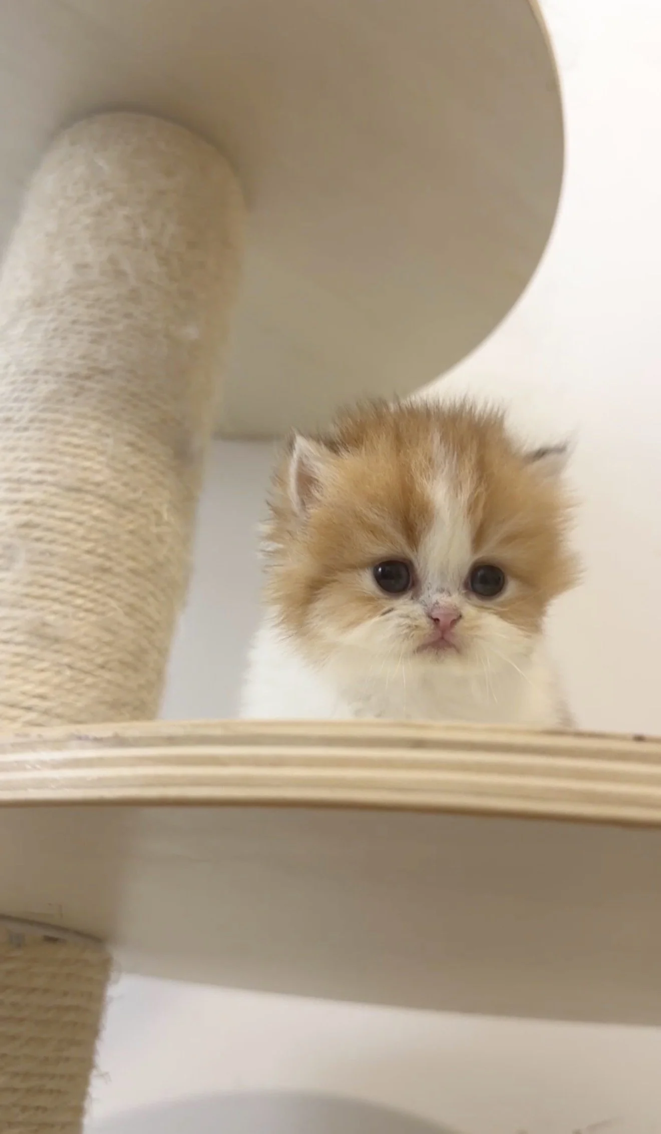 Close-up of a small kitten with orange and white fur, big dark eyes, and a pink nose, sitting on a beige surface beneath a beige cat tree or scratching post with a textured surface.