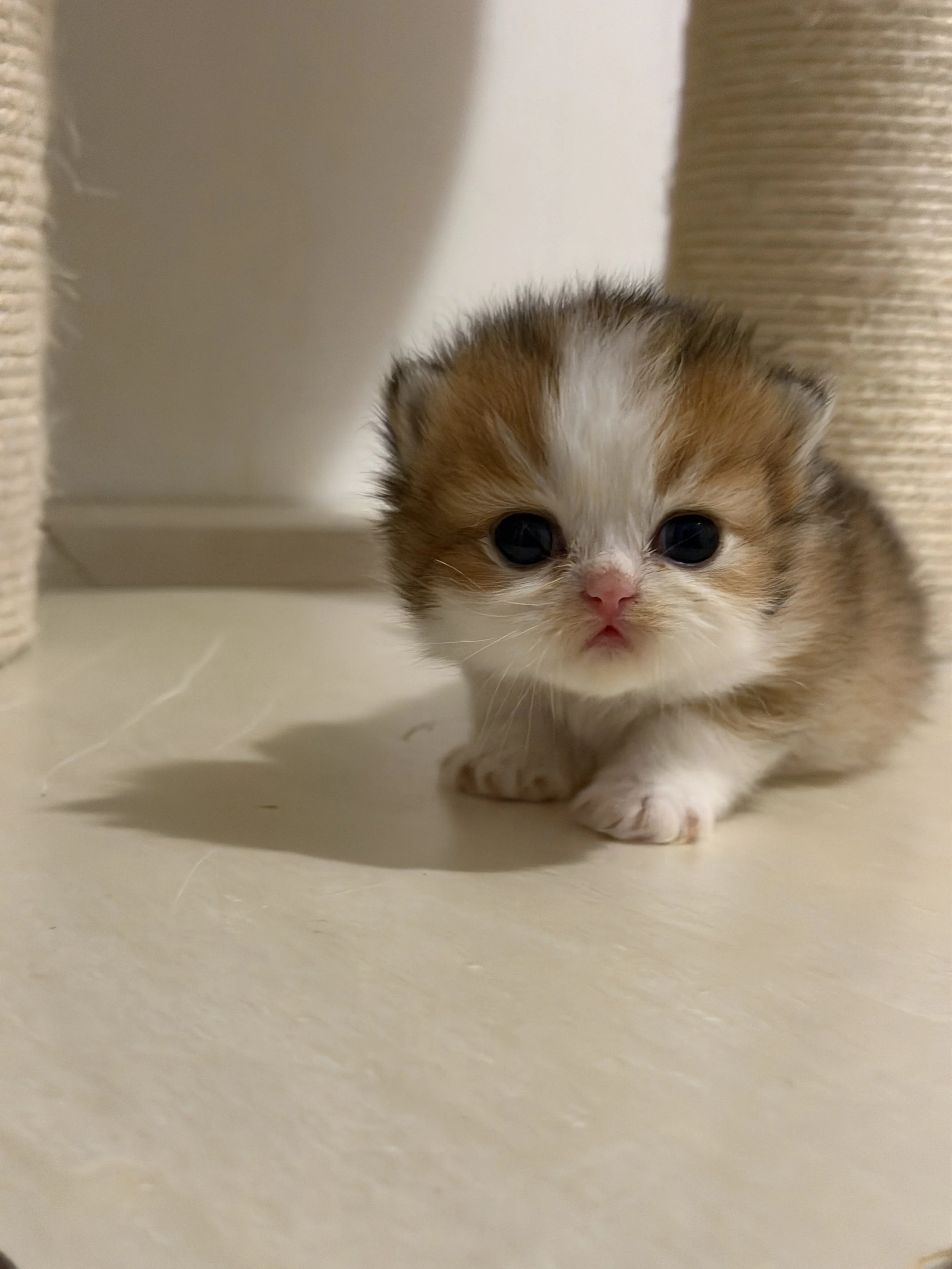 Close-up photo of a small kitten with tabby and white fur, large blue eyes, and a pink nose on a beige floor.