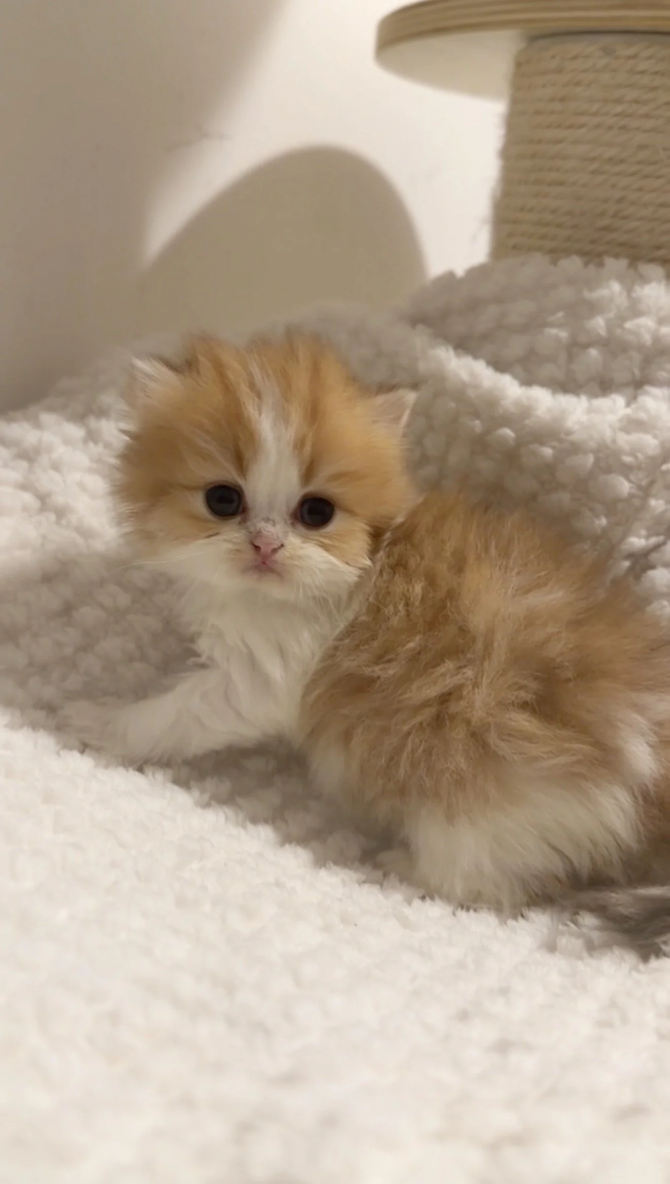 A small orange and white kitten lying on a fluffy white blanket, with a cat scratching post in the background.