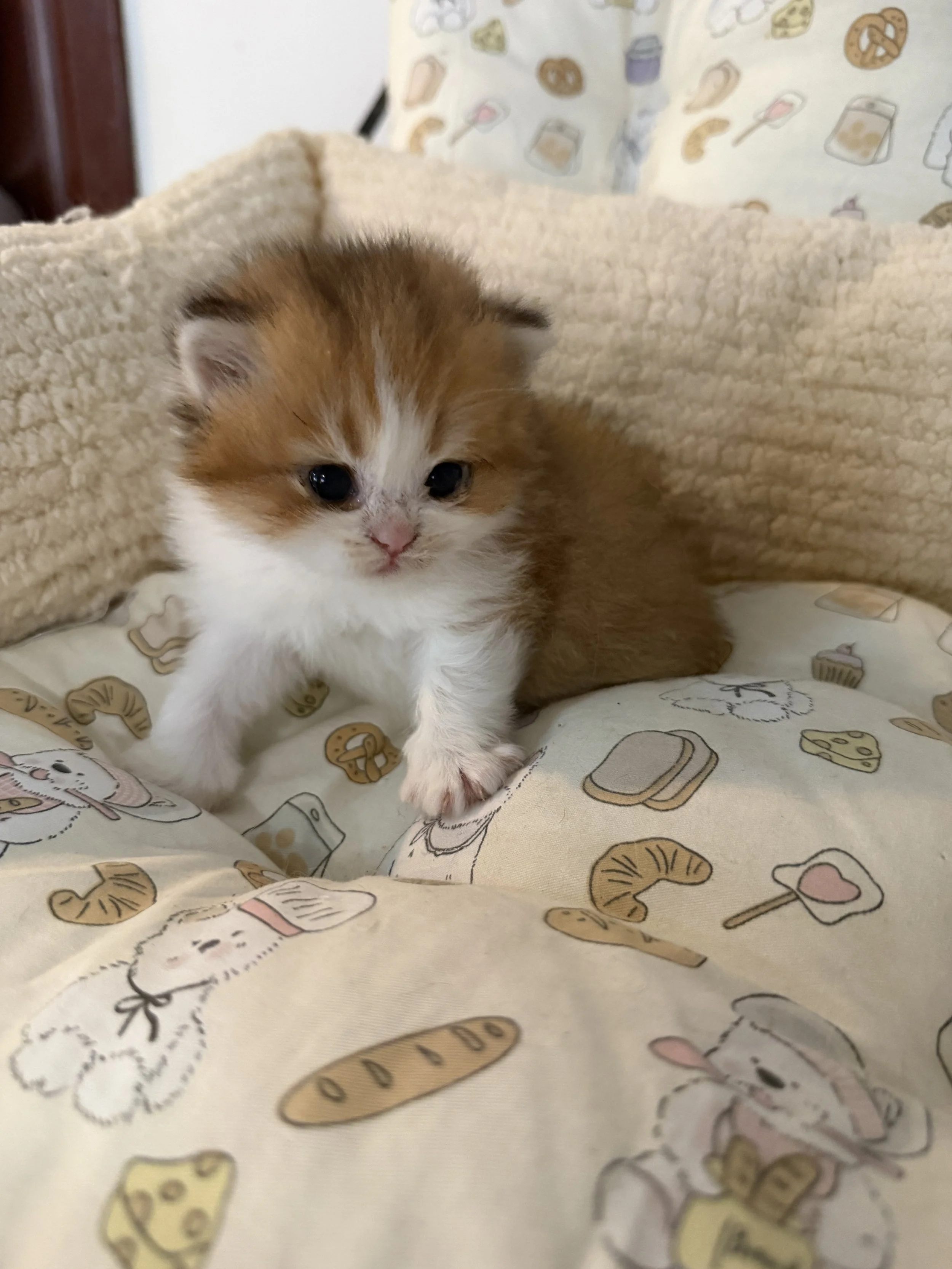A small, fluffy kitten with white and orange fur and blue eyes lying on a patterned blanket with bakery and baking items printed on it.
