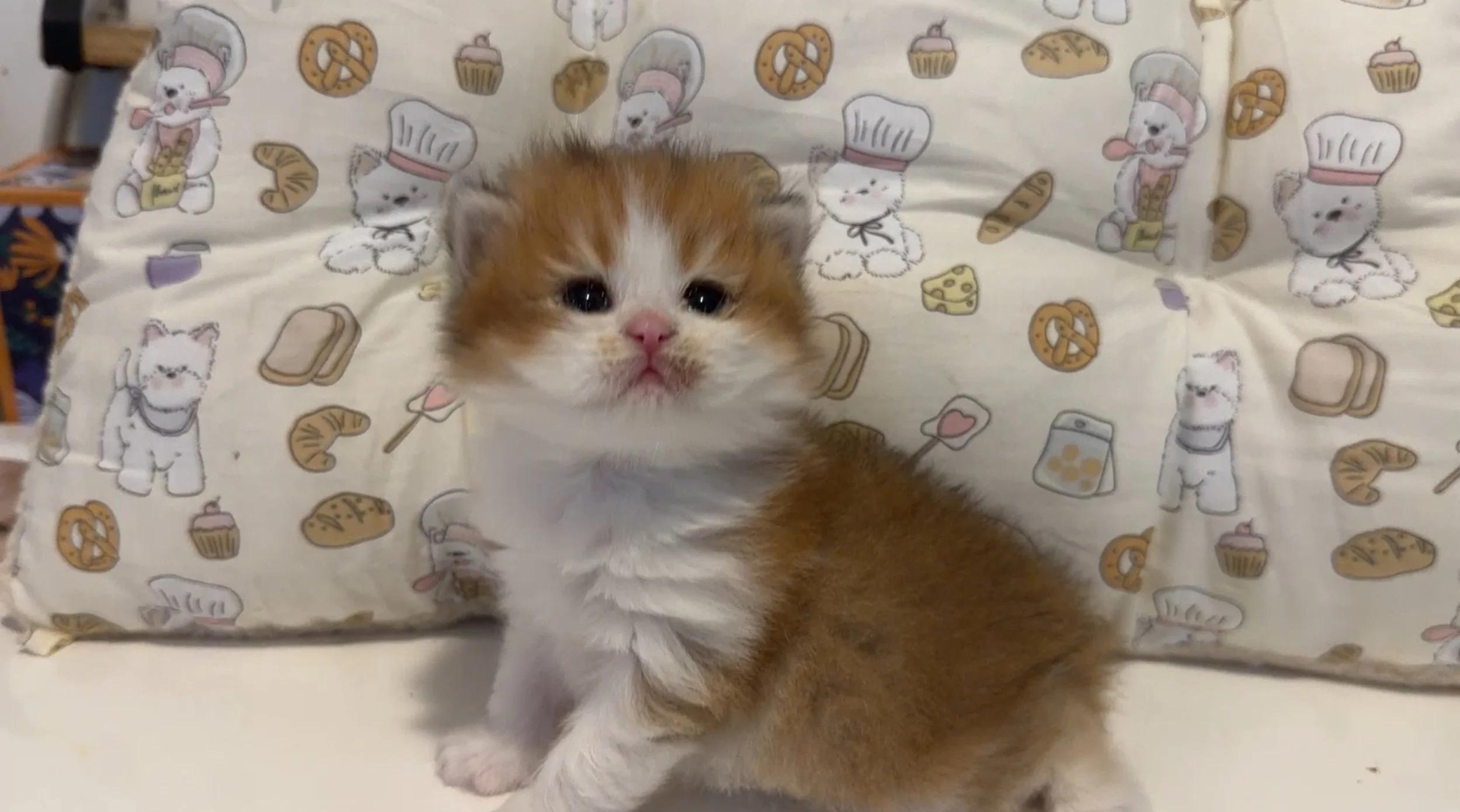 A small, fluffy orange and white kitten lying on a pillow with a treat, cupcake, pretzel, and milk cartoon pattern.