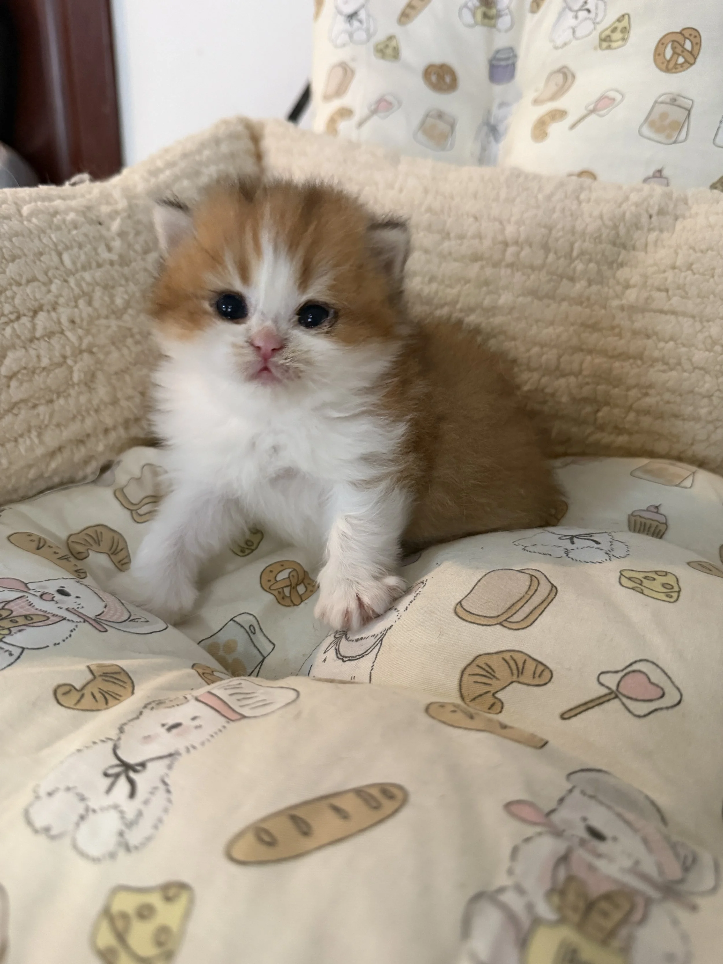 A small, fluffy orange and white kitten sitting on a patterned fabric with images of bakery items, including bread, pretzels, cheese, and cupcakes.