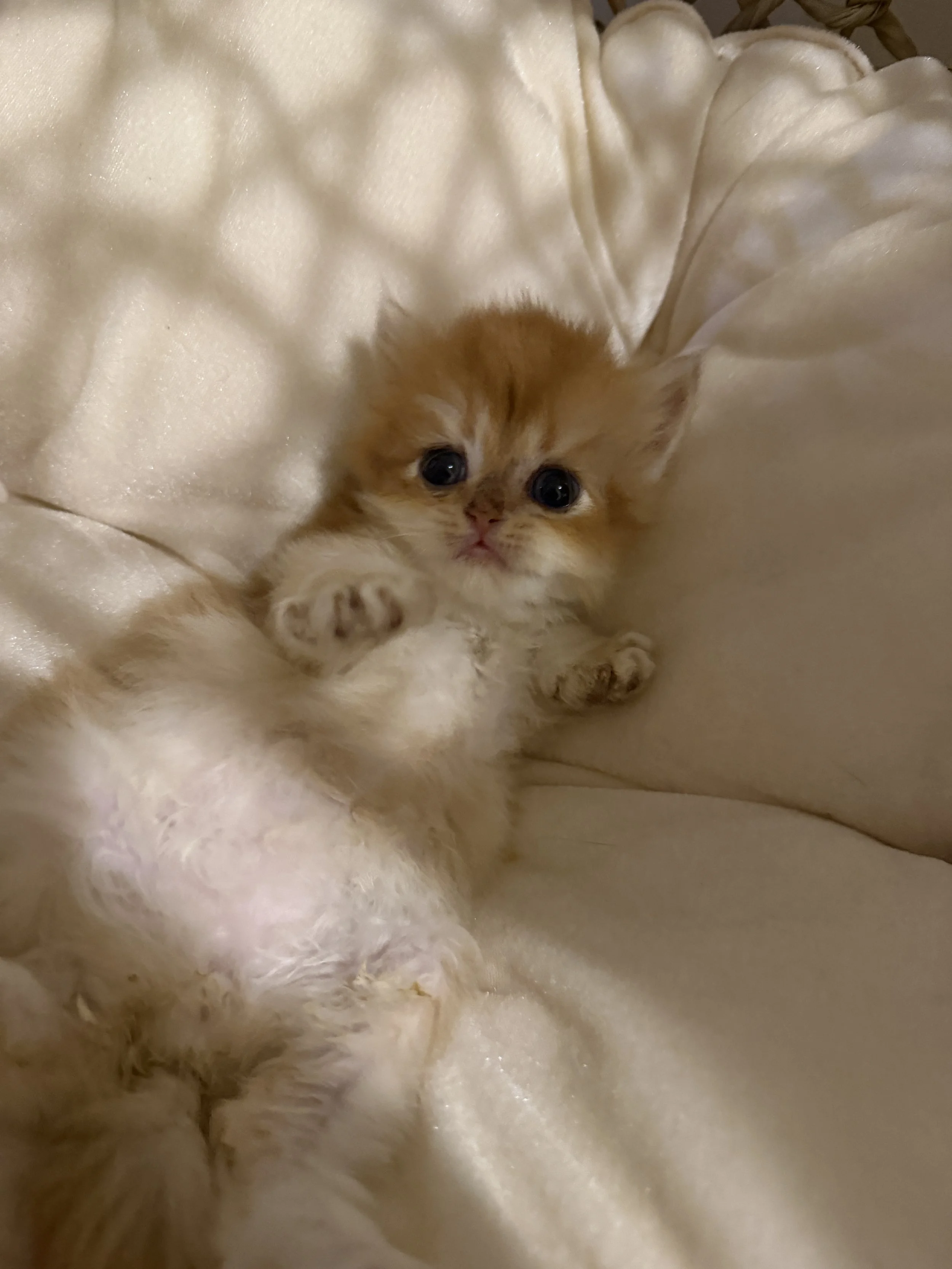 A small, fluffy orange tabby kitten with big eyes lying on soft, cream-colored fabric.